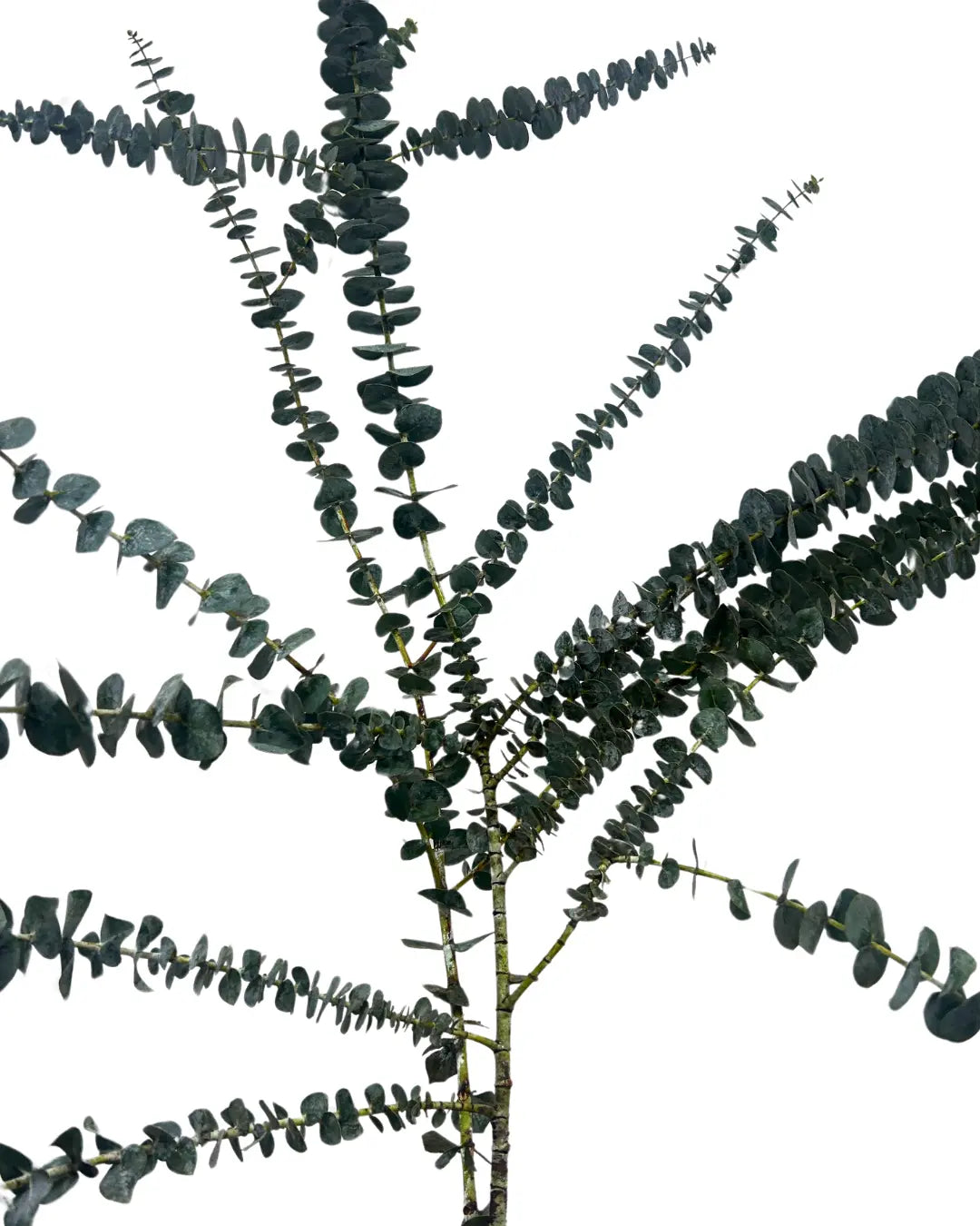 eucalyptus baby blue front