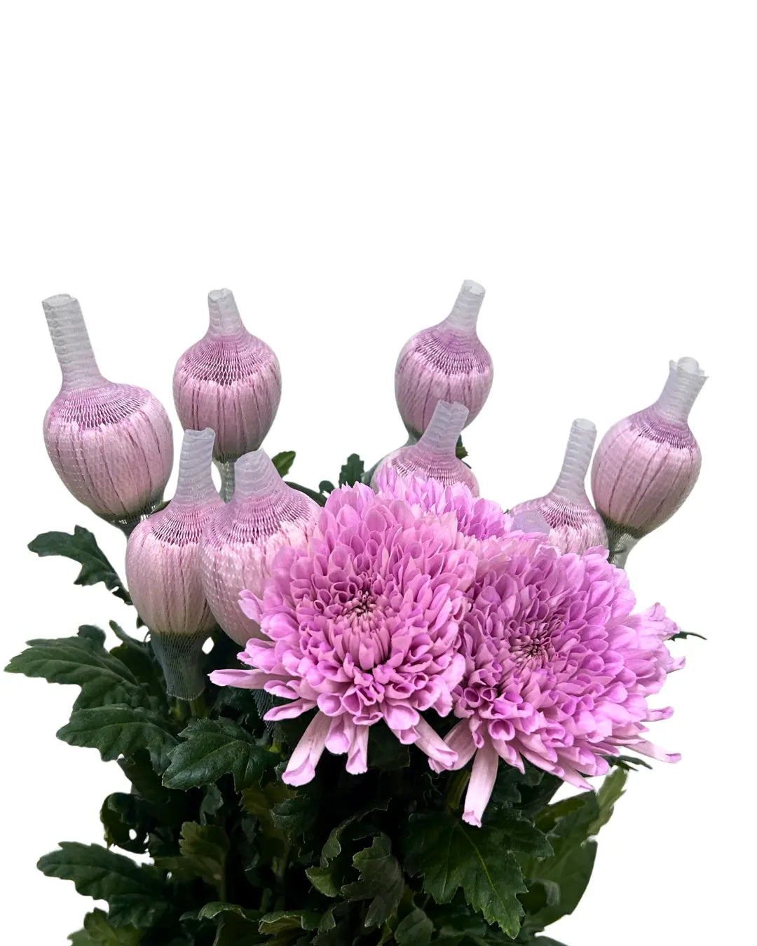 chrysanthemum mum jimba mum anatasia pink