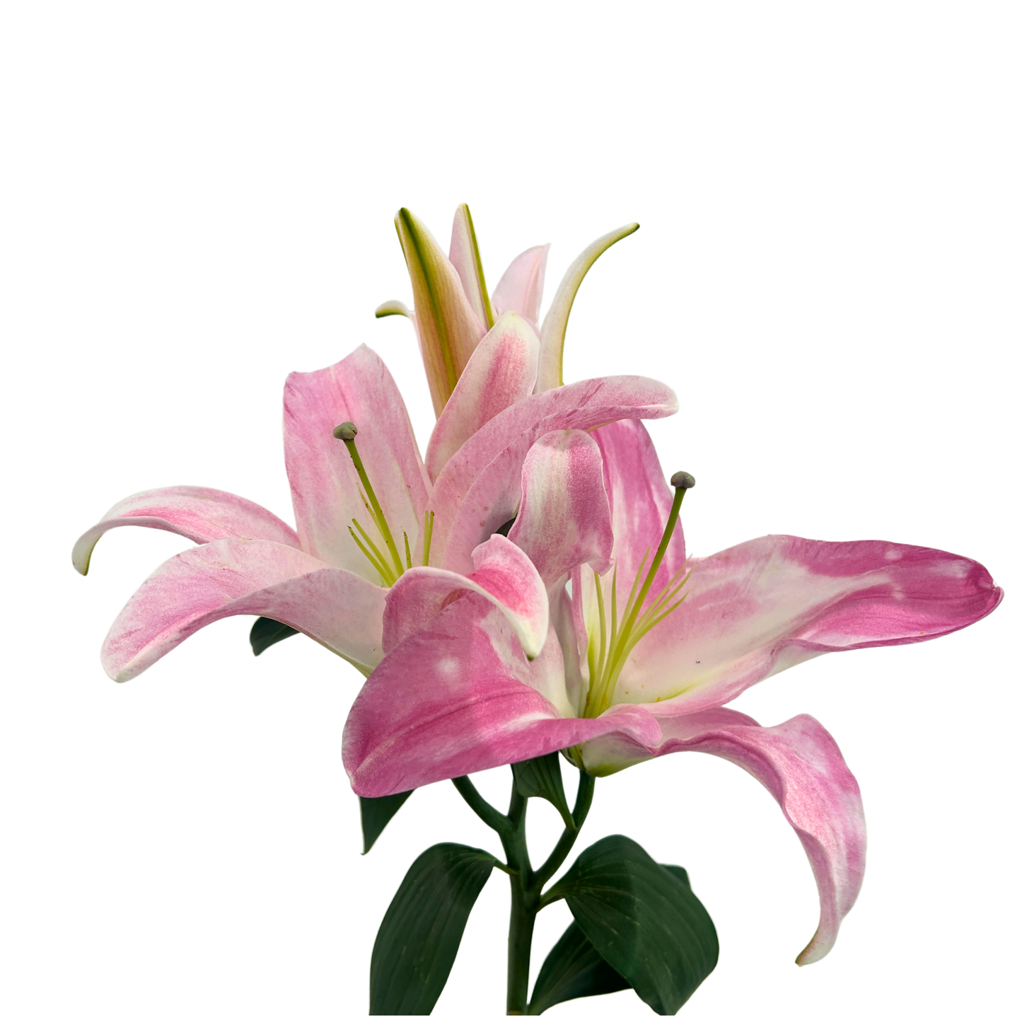 Lily Starlight (3) 5 Stems