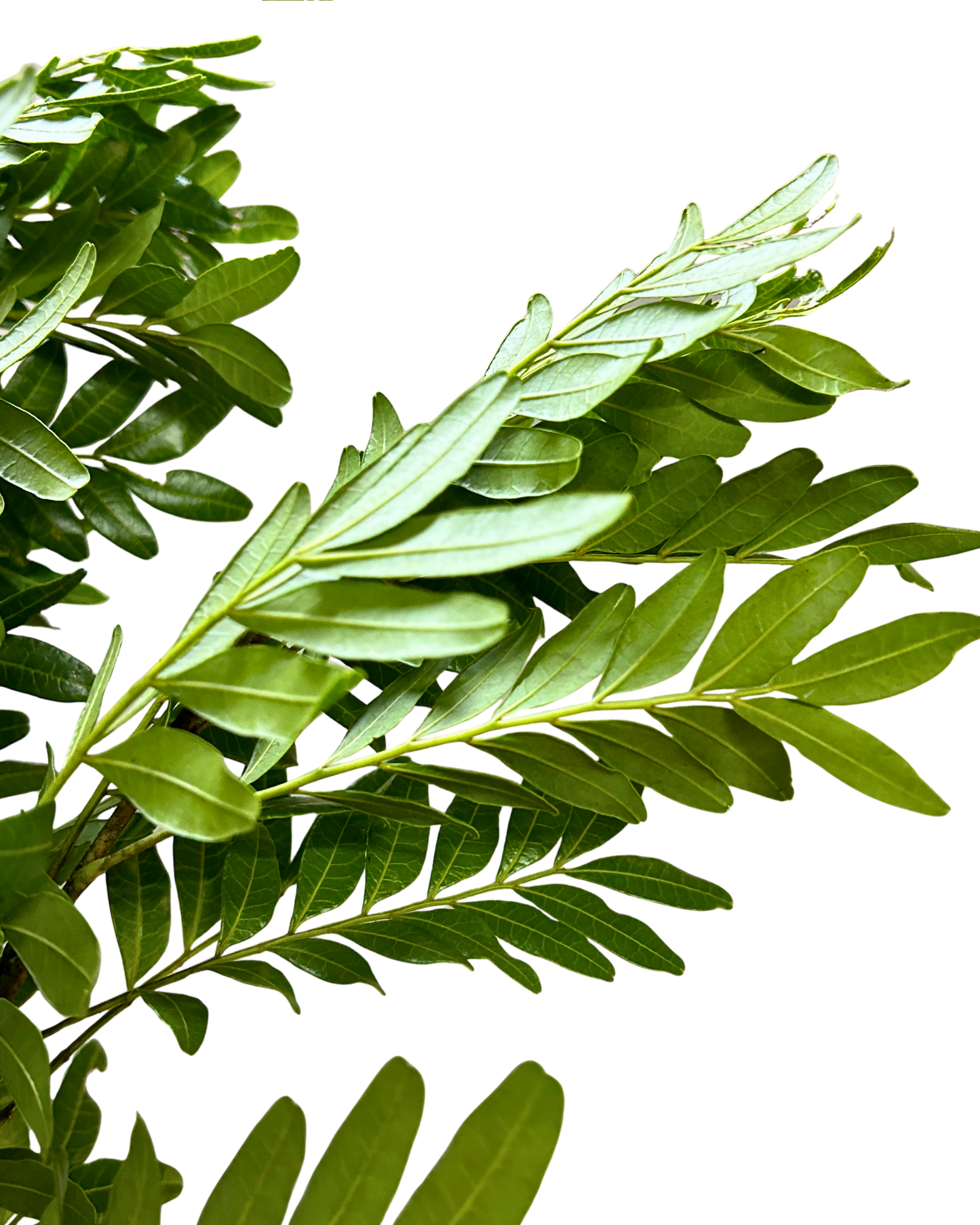 Pistacia Leaf