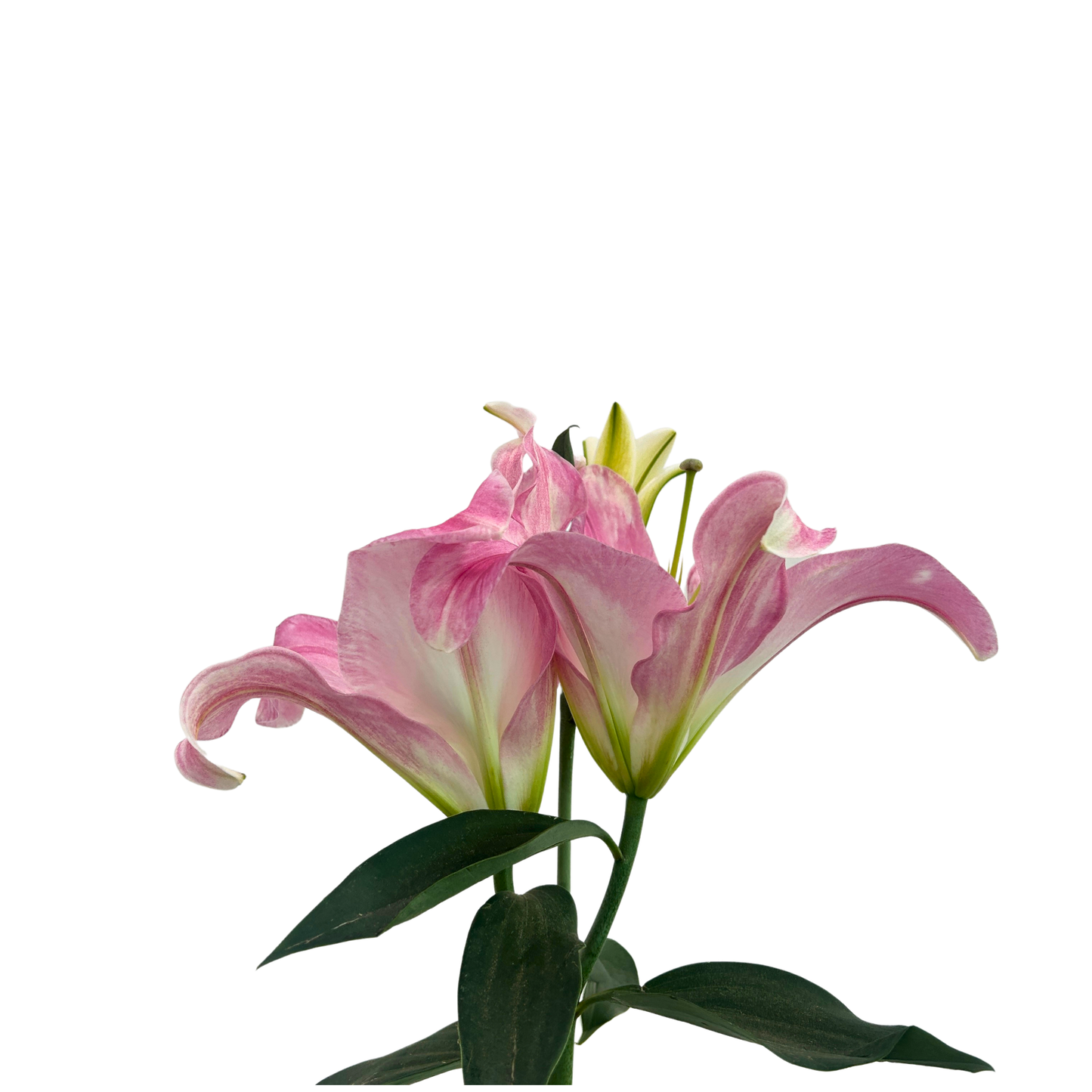 Lily Starlight (3) 5 Stems