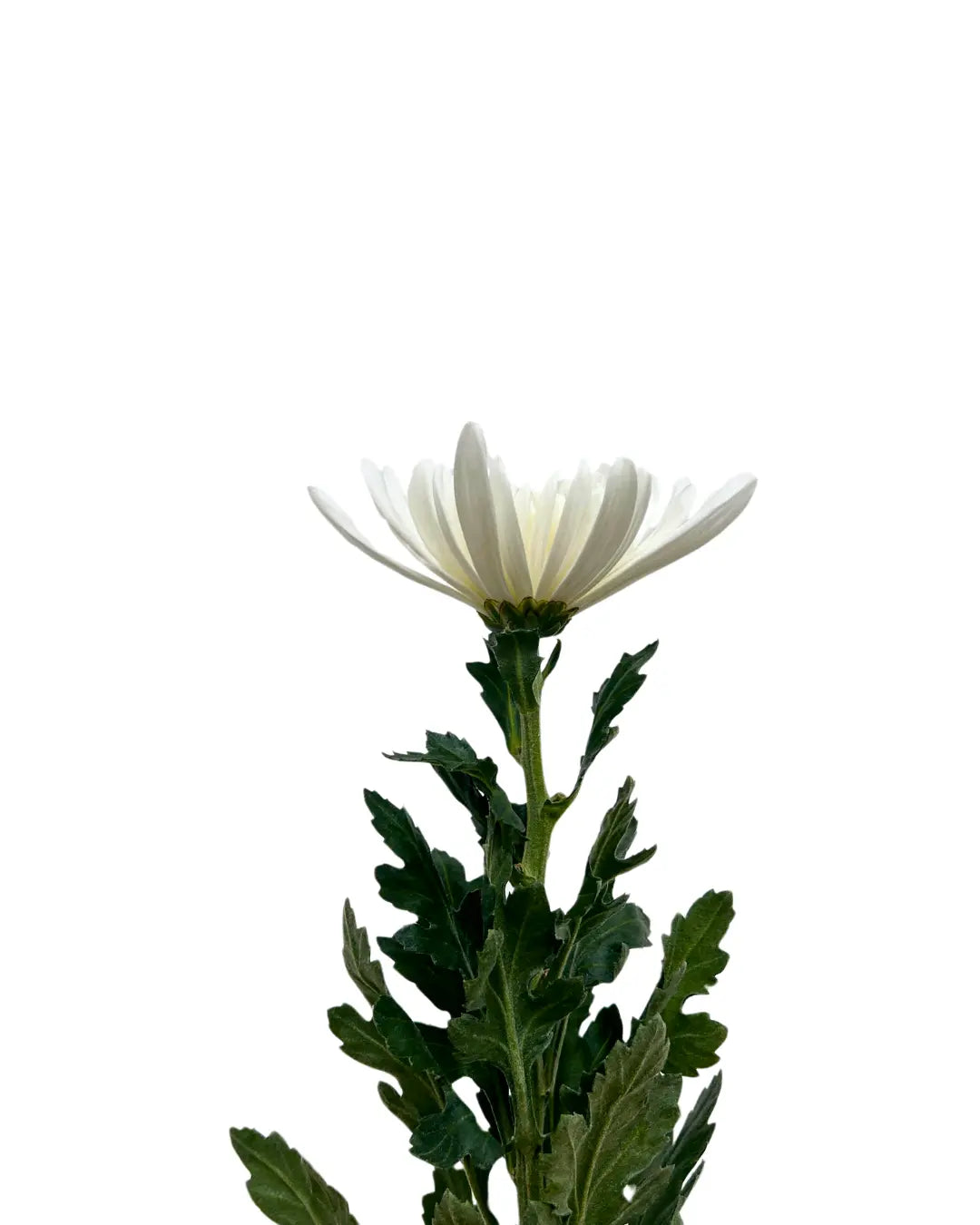 chrysanthemum mum jimba mum anatasia white