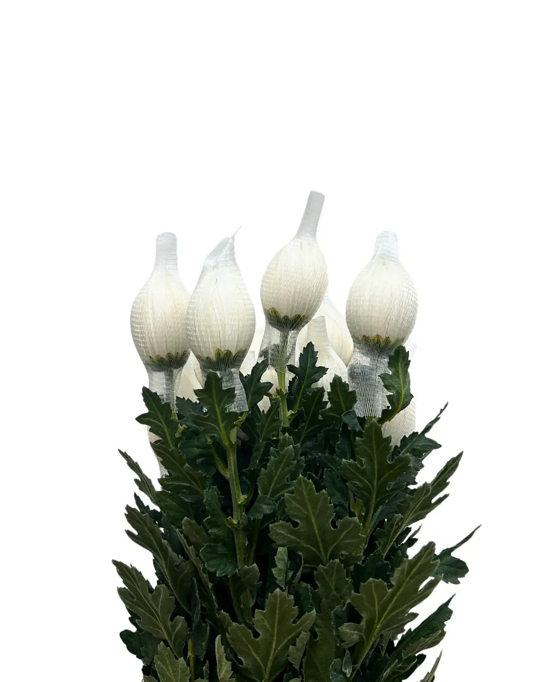 chrysanthemum mum jimba mum anatasia white