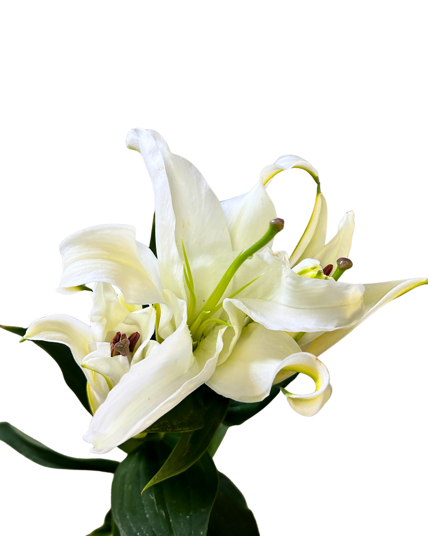 Lily Siberia (3) 5 Stems