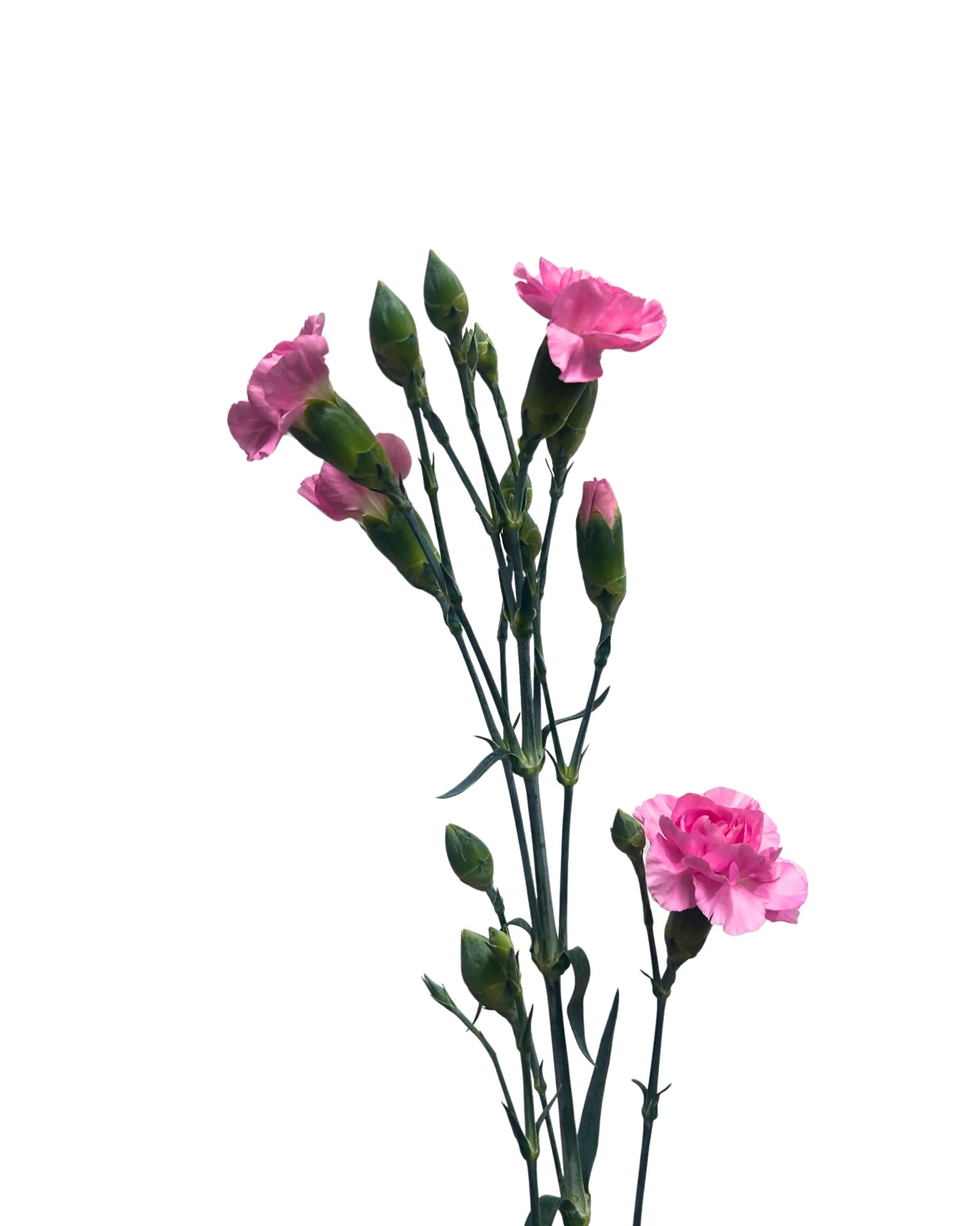 Carnation Spray Shocking Pink 20 Stems