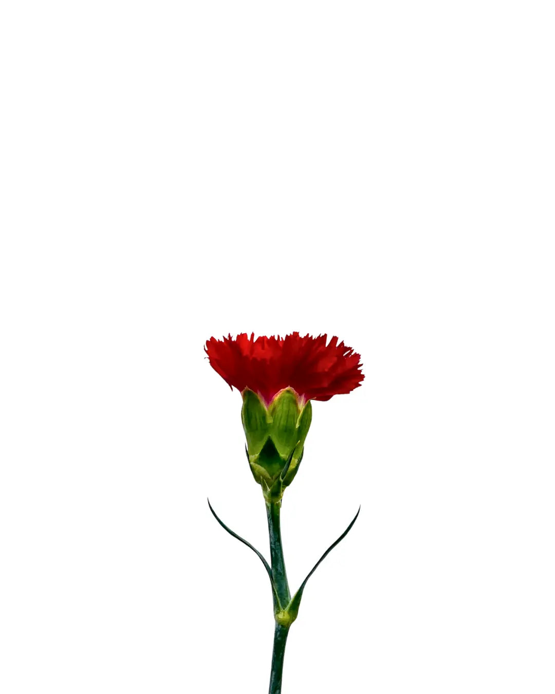 carnation red