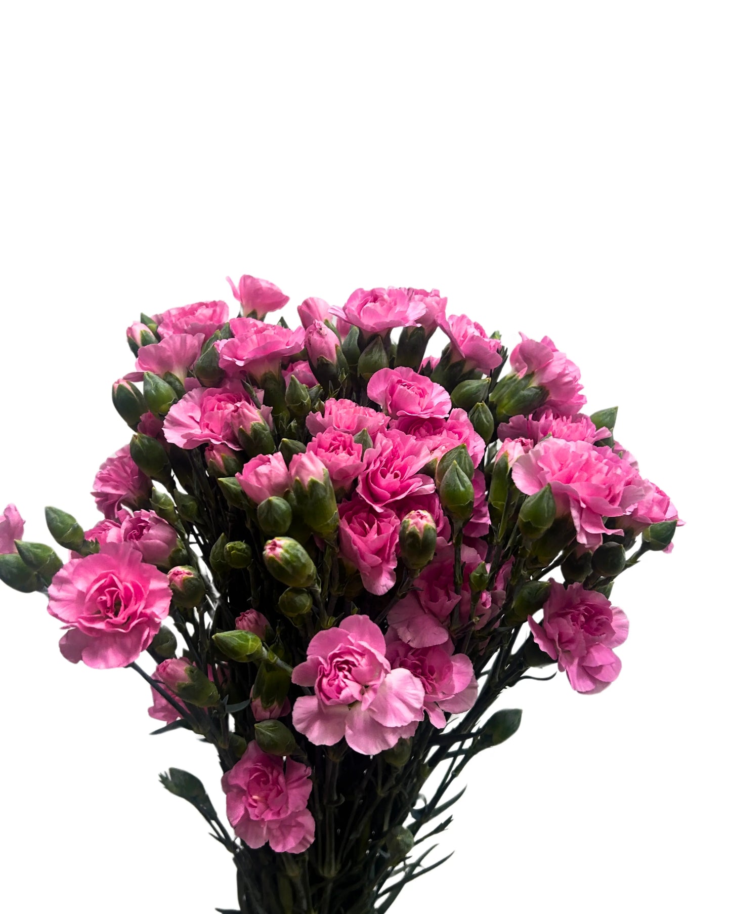 Carnation Spray Shocking Pink 20 Stems