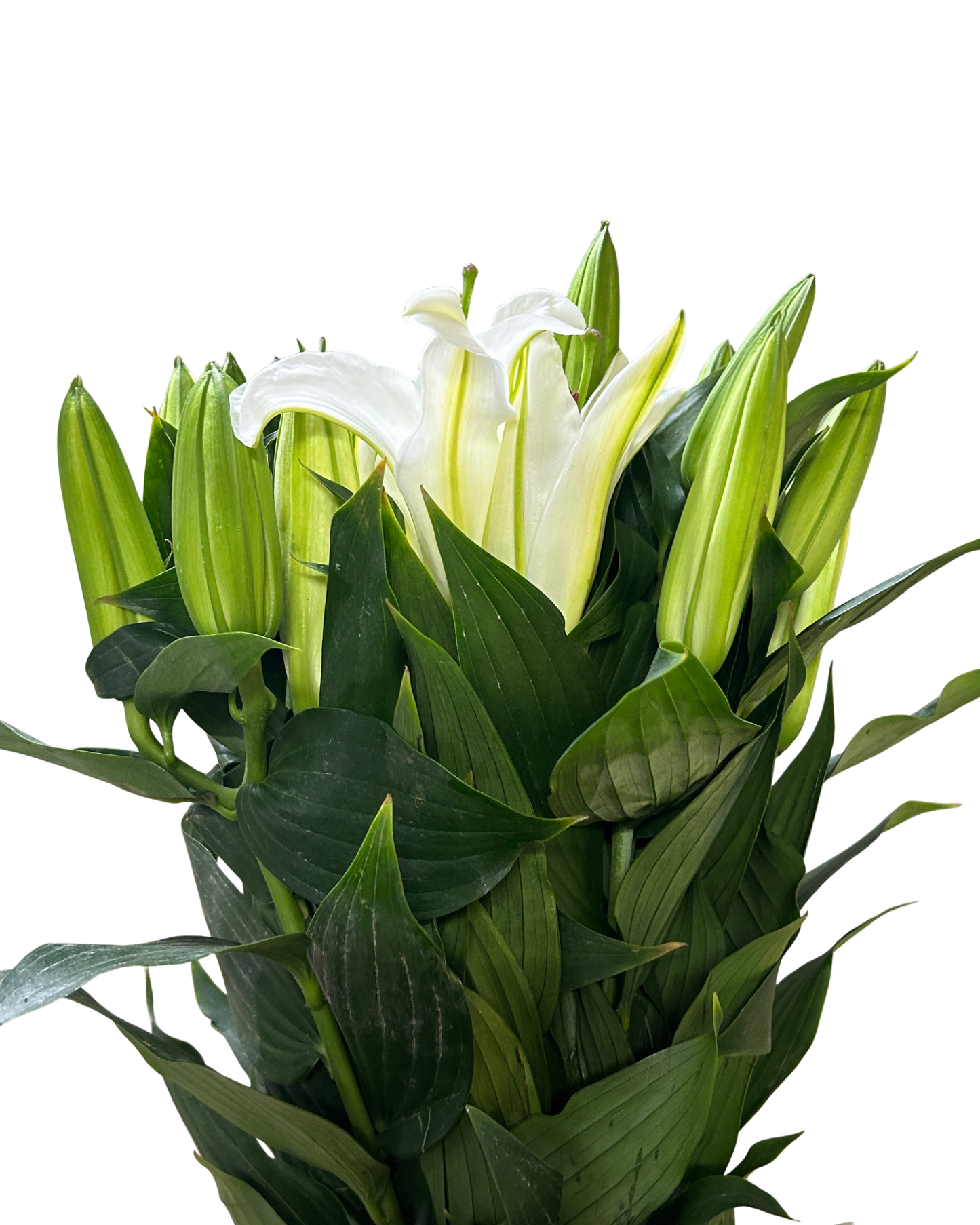 Lily Siberia (3) 5 Stems