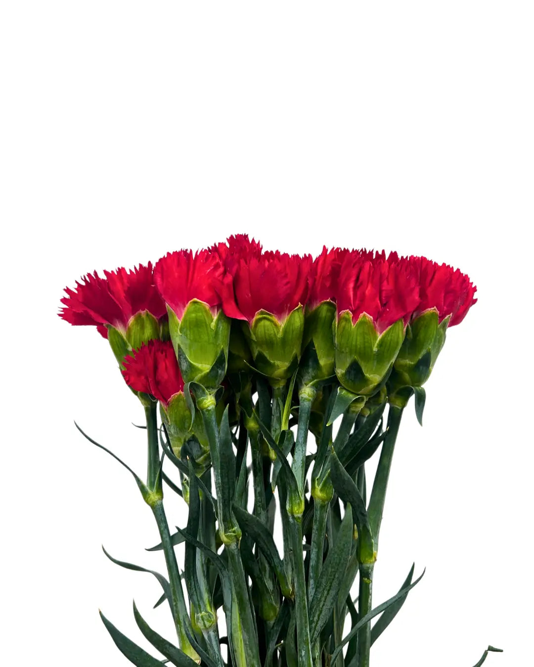carnation red