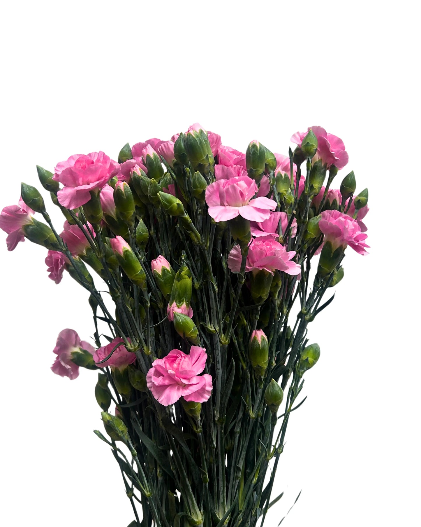 Carnation Spray Shocking Pink 20 Stems