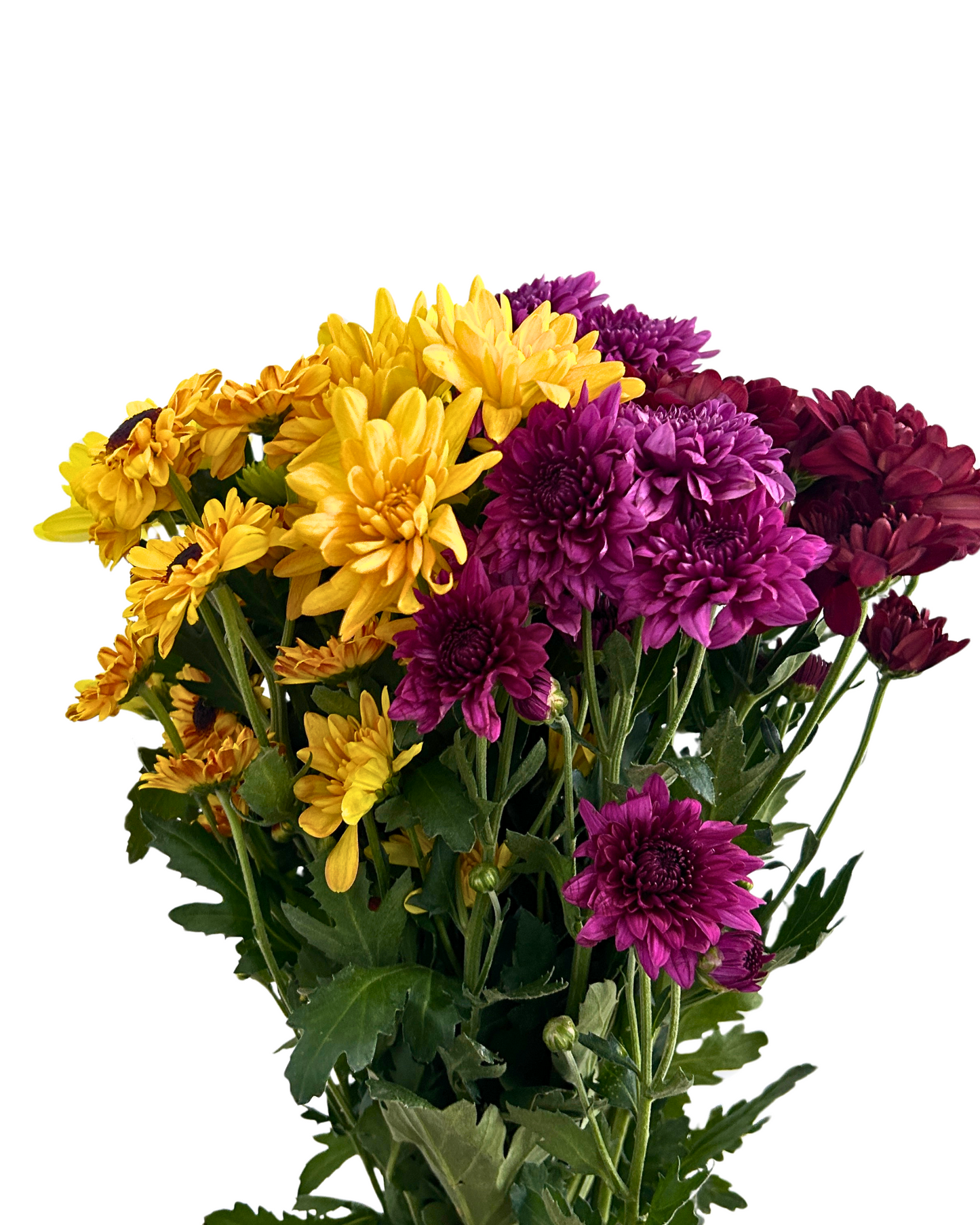 Chrysanthemum Pom Pom Assorted 7 Stems
