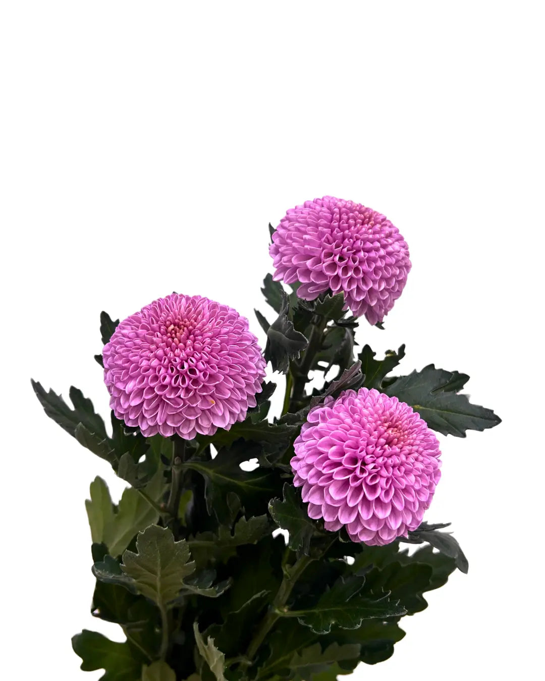 chrysanthemum ping pong pink