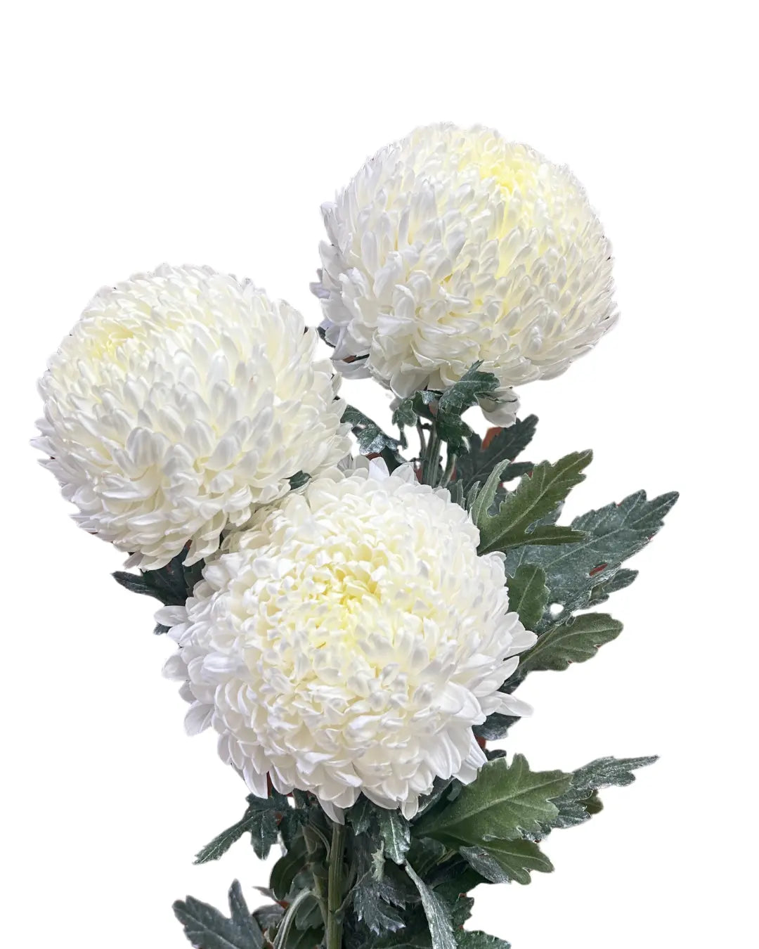Incurve Taiwan Mum Paper Mum White 6 stems