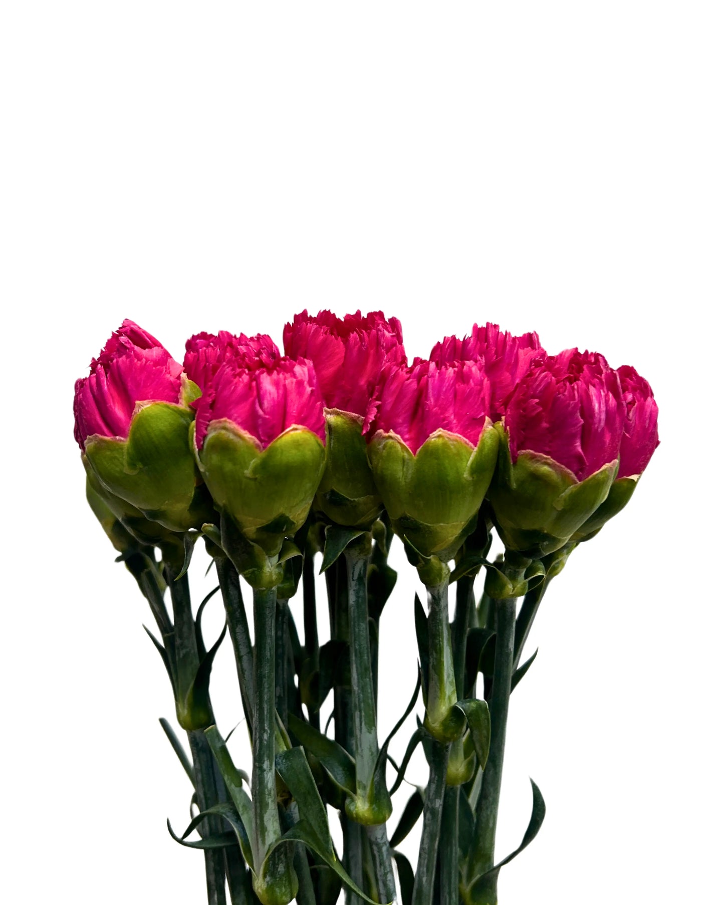 Carnation Hot Cherry 10 Stems