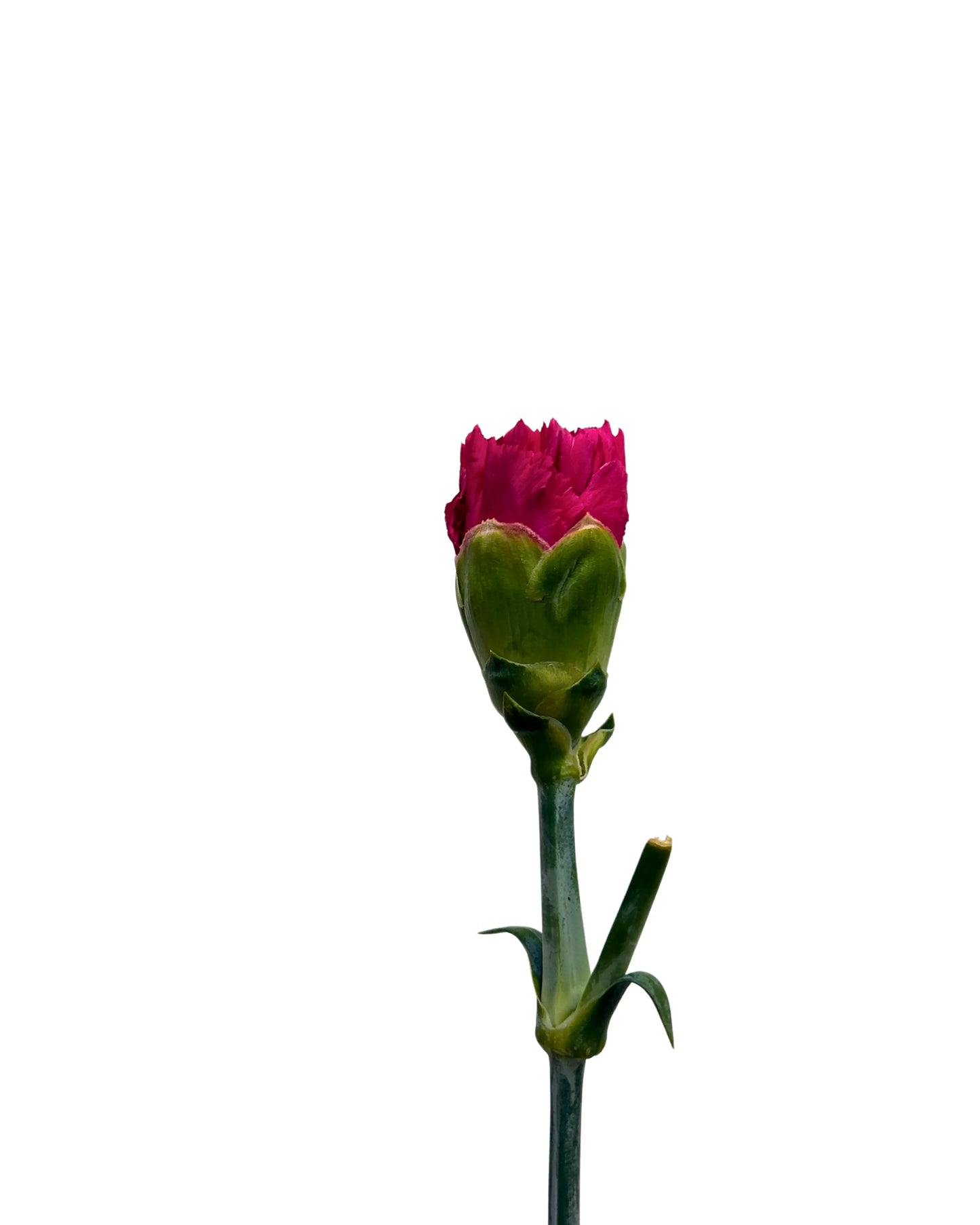 Carnation Hot Cherry 10 Stems