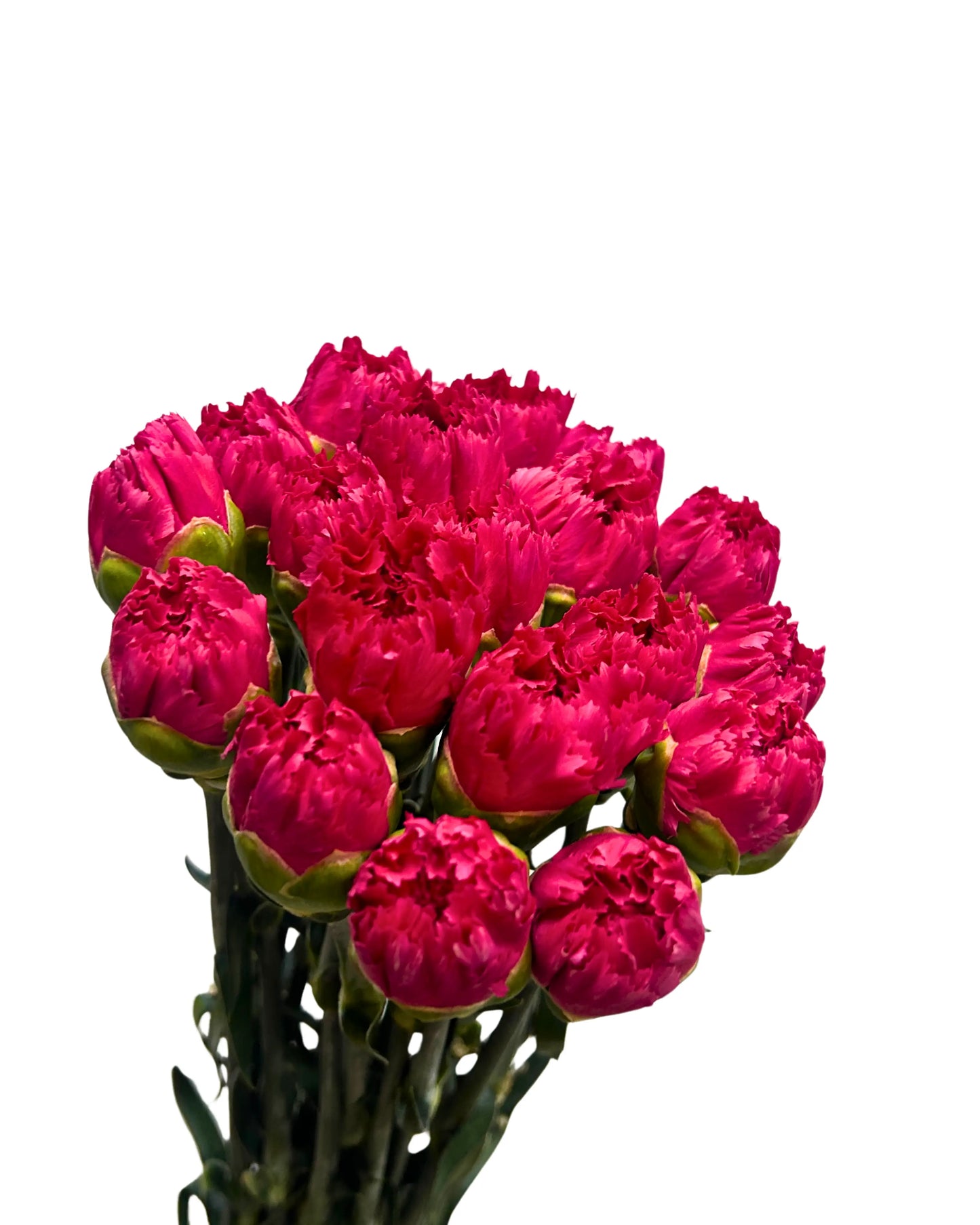 Carnation Hot Cherry 10 Stems