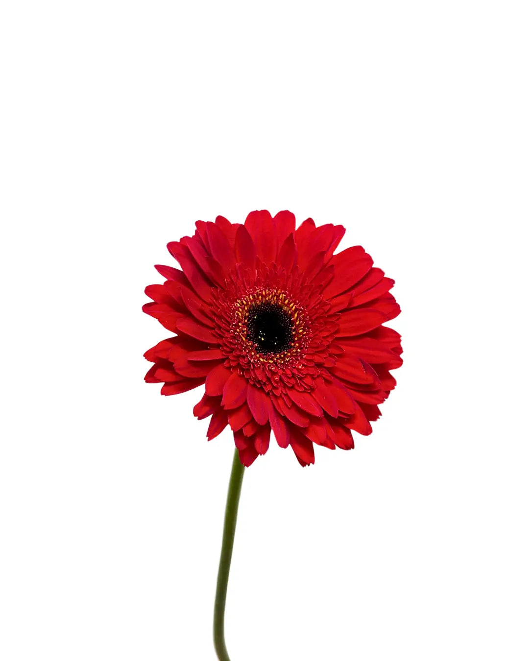 Gerbera Red 10 stems