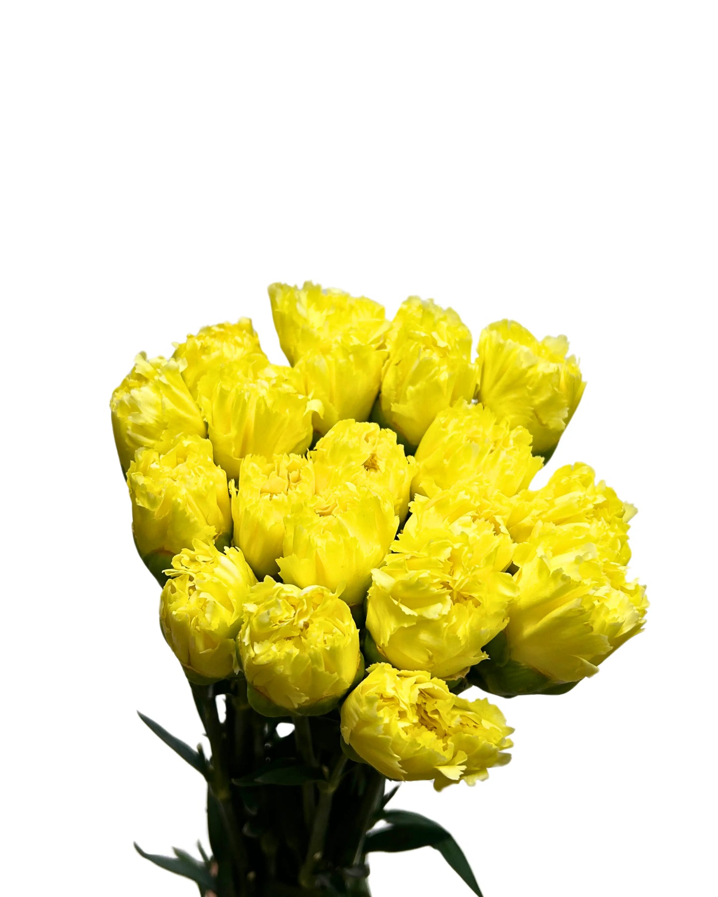 Carnation Yellow 10 Stems
