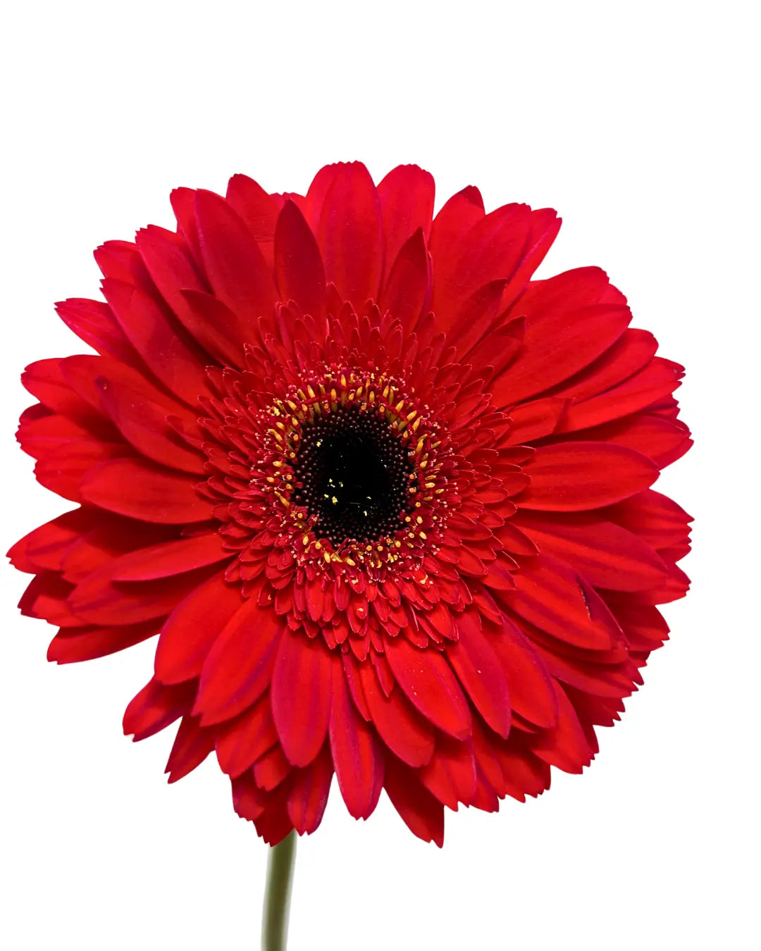 Gerbera Red 10 stems
