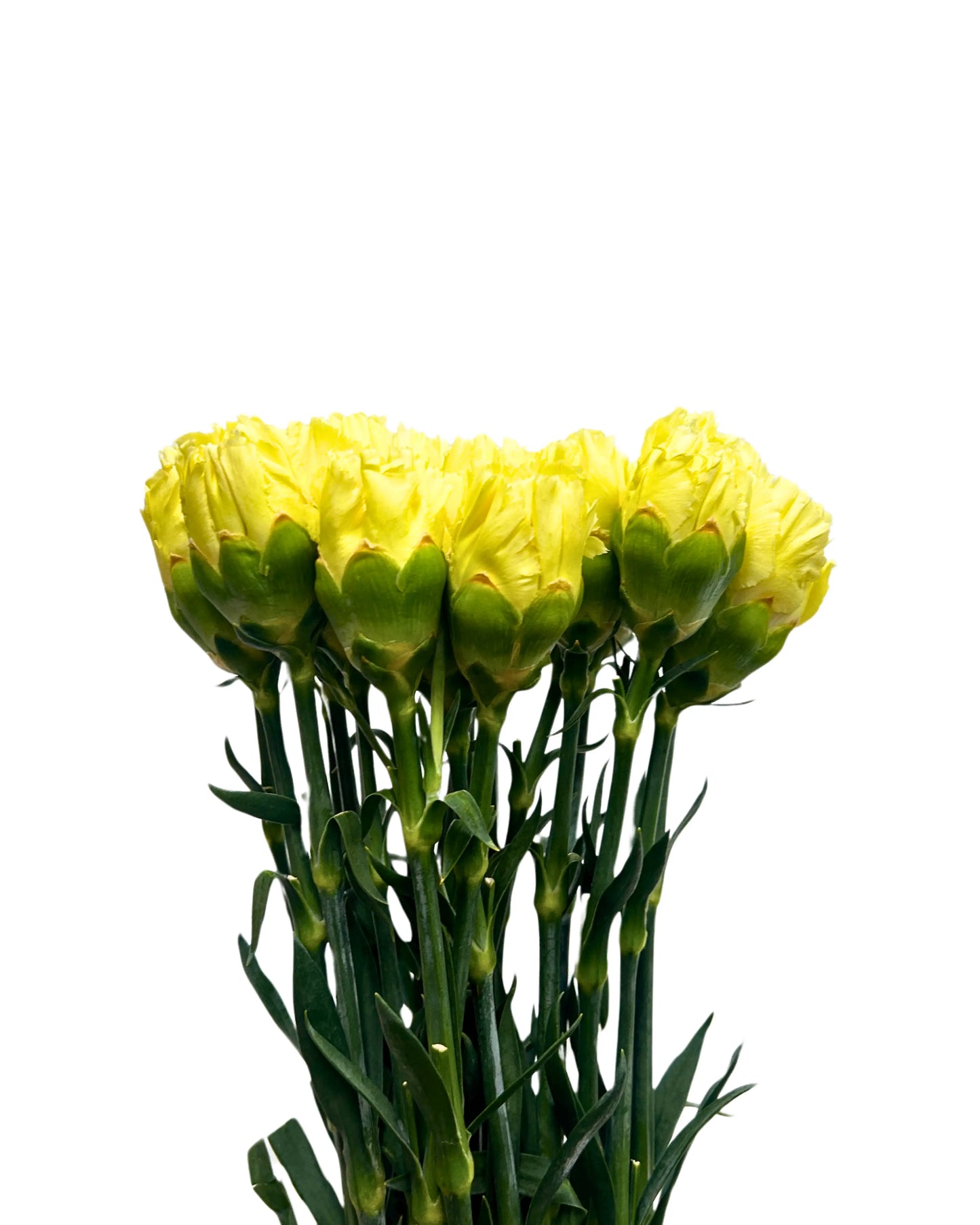 Carnation Yellow 10 Stems