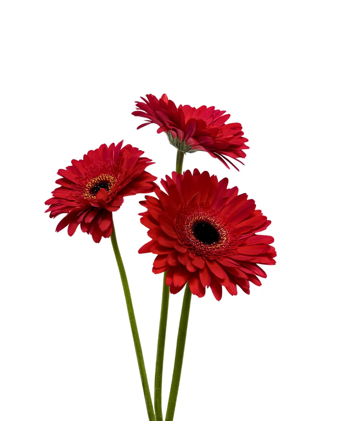 Gerbera Red 10 stems