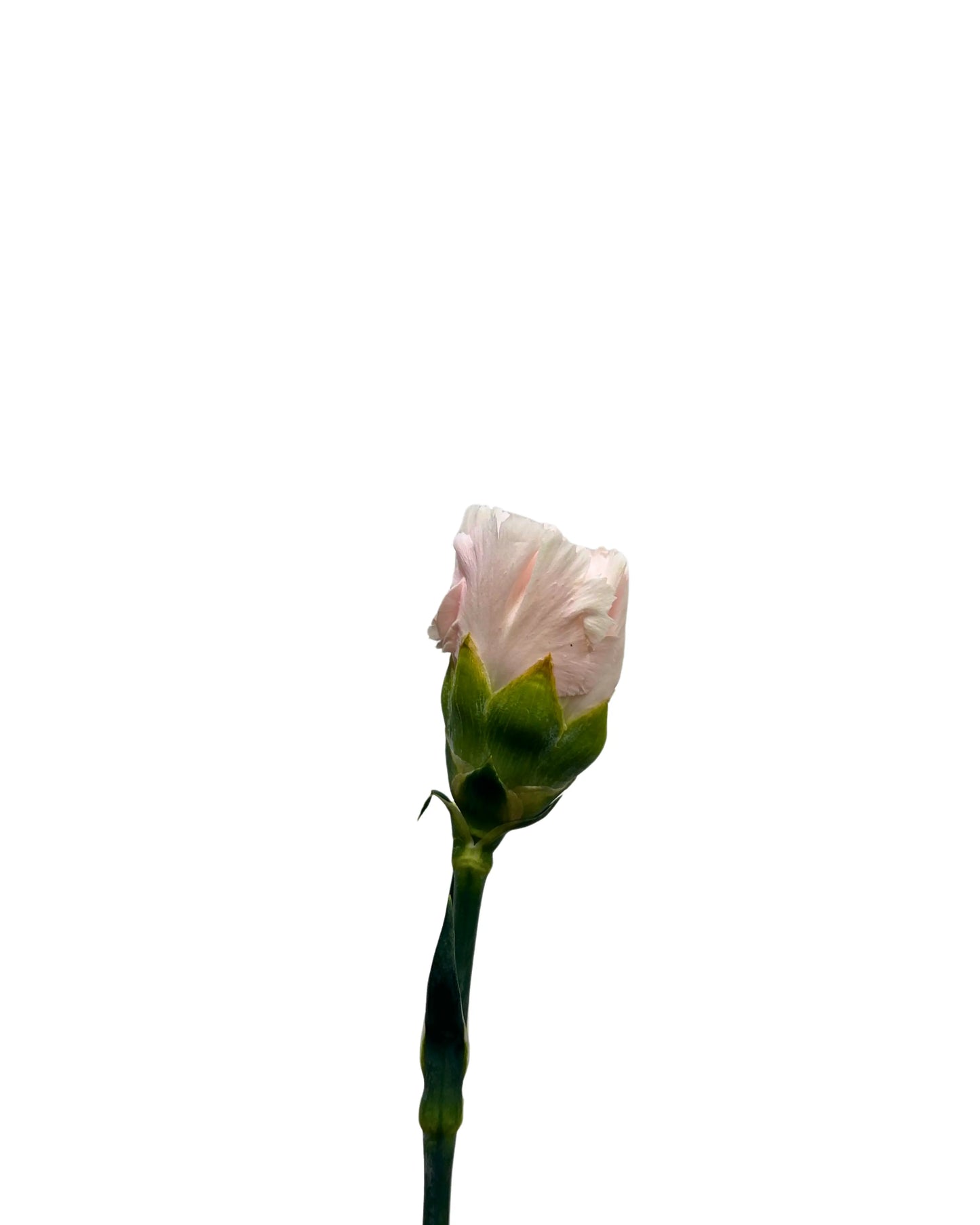 Carnation Time Pink 10 Stems