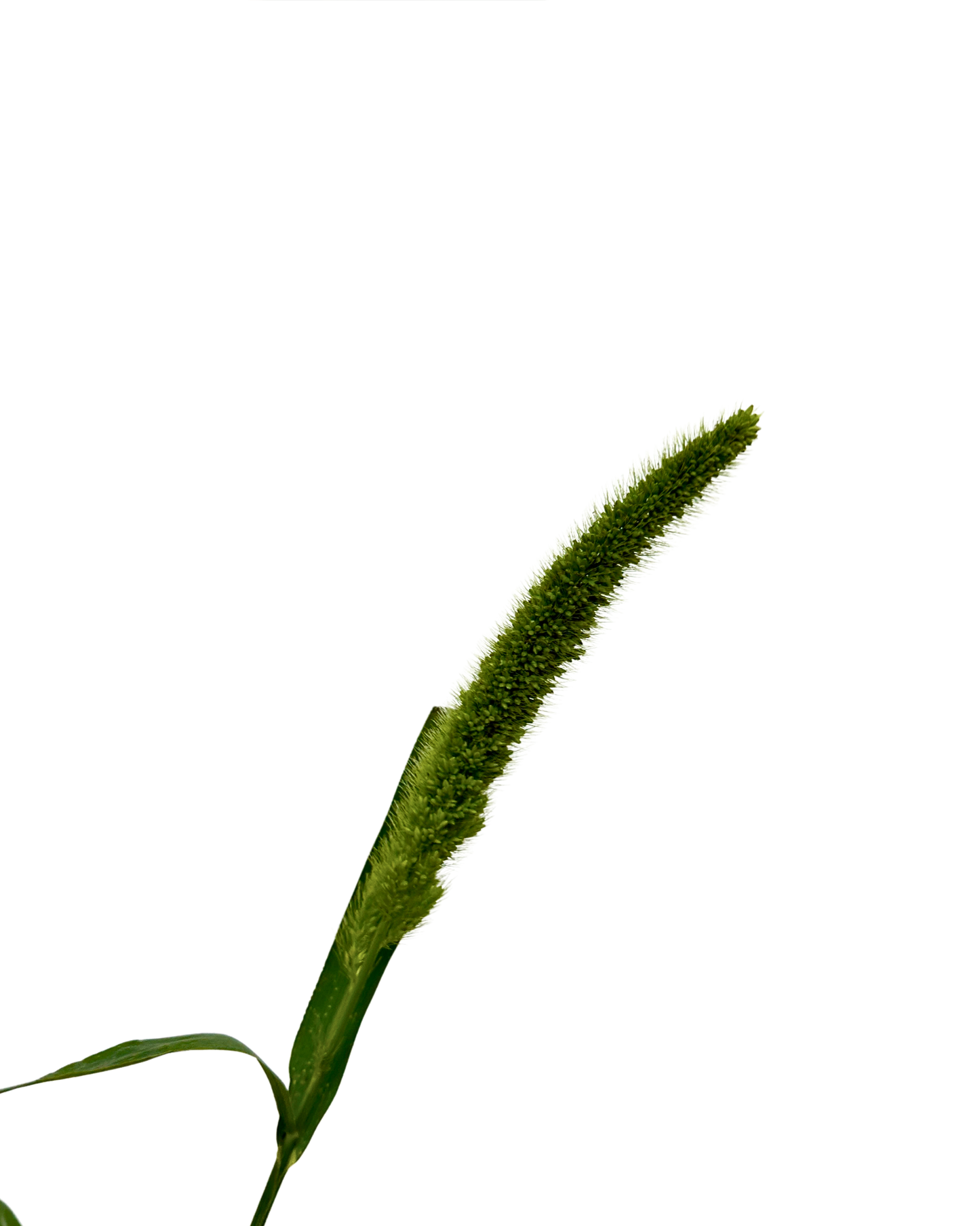 Cat Tail