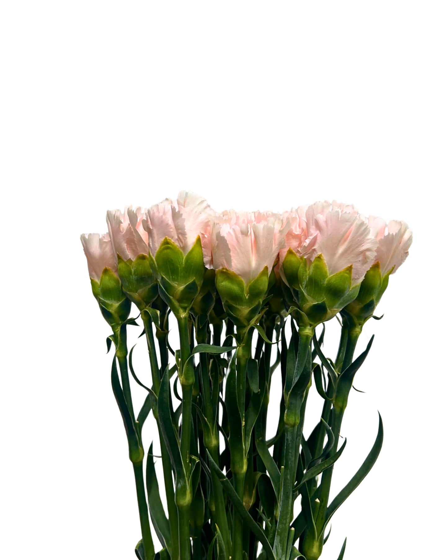 Carnation Time Pink 10 Stems