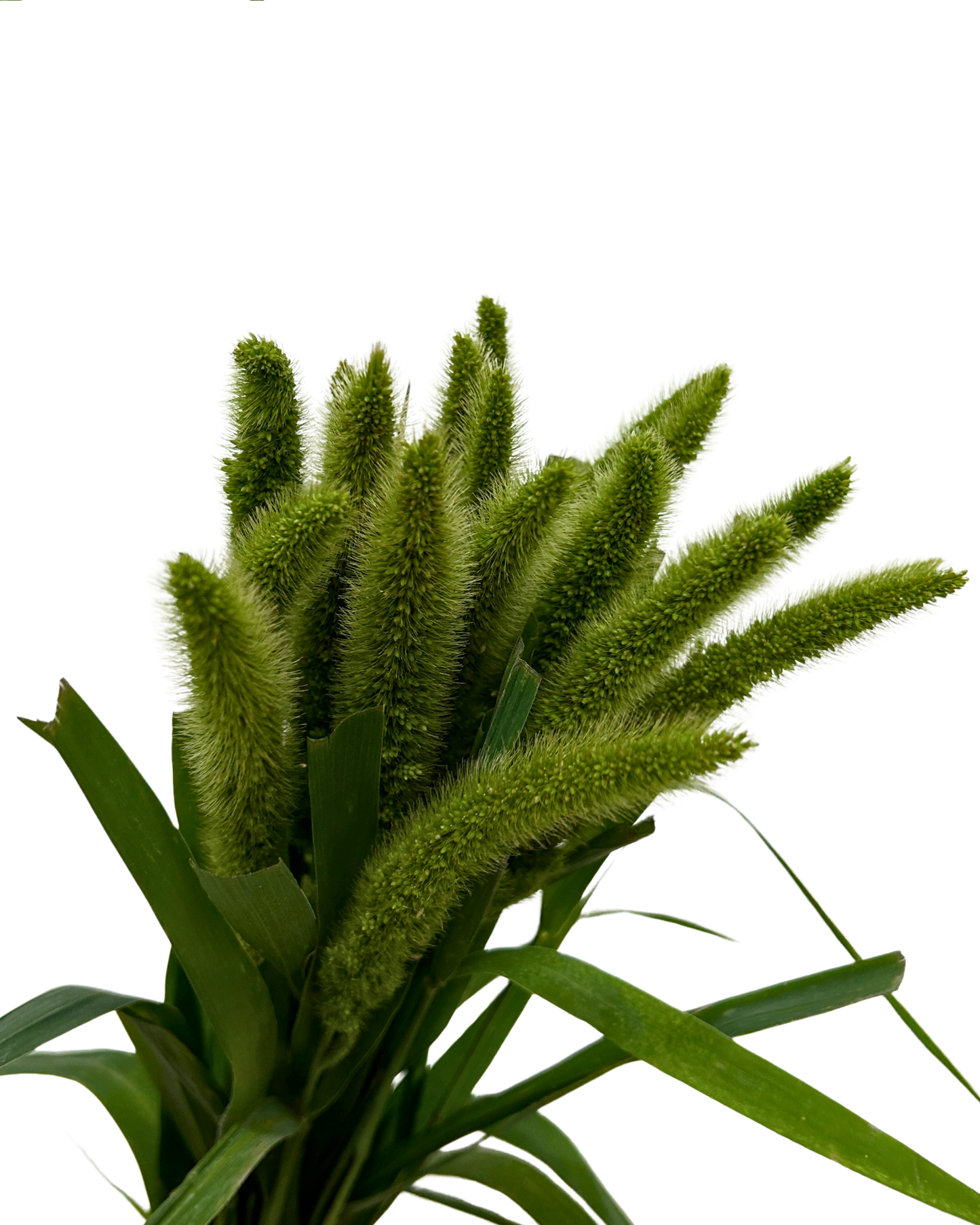 Cat Tail