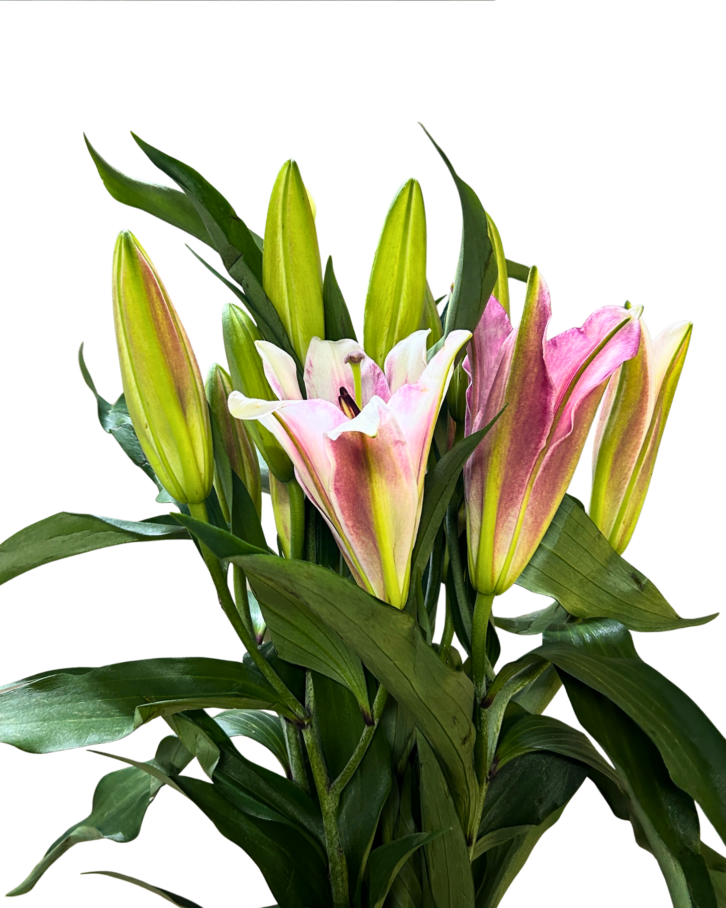 Lily Viviana (3) 5 Stems
