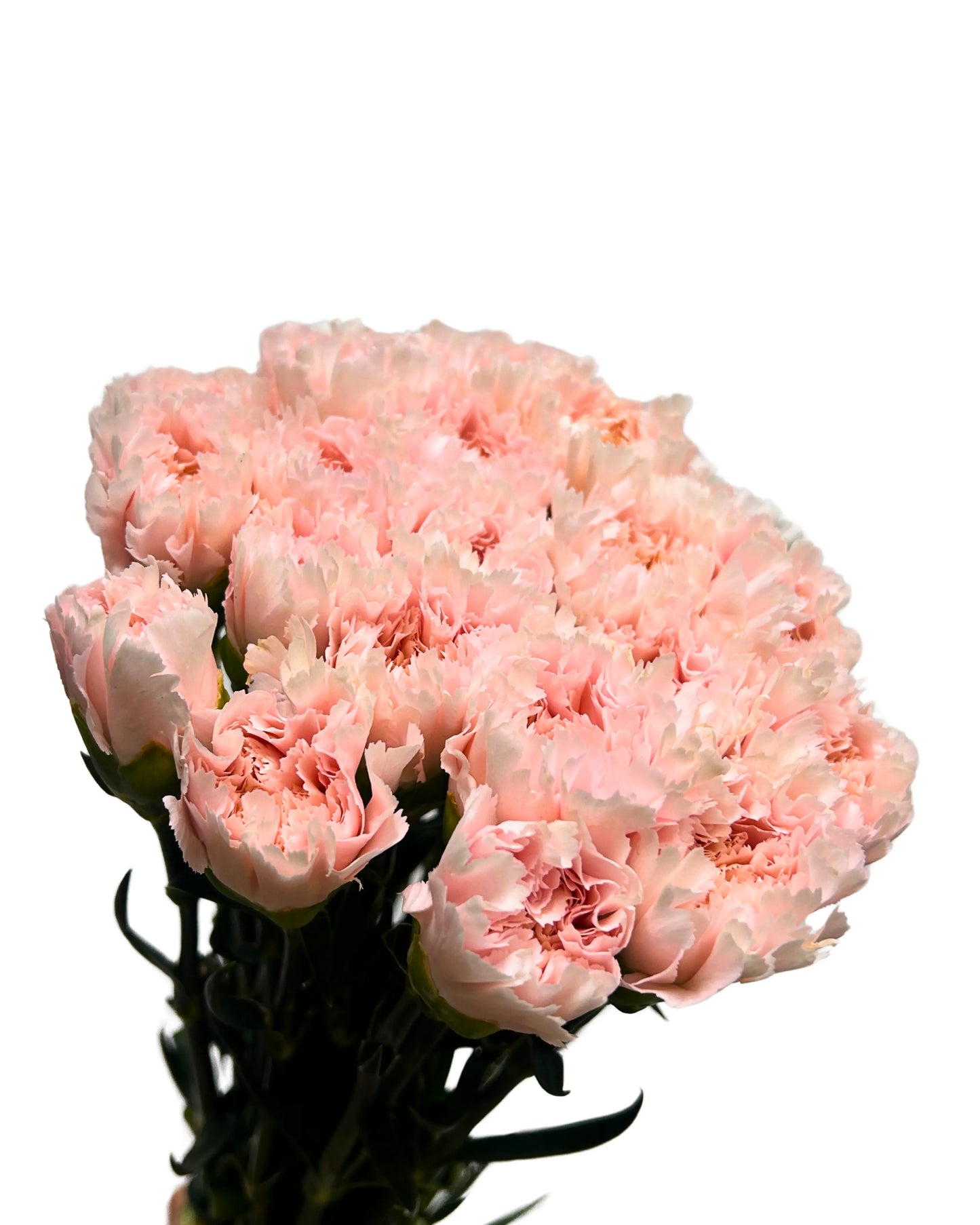Carnation Time Pink 10 Stems
