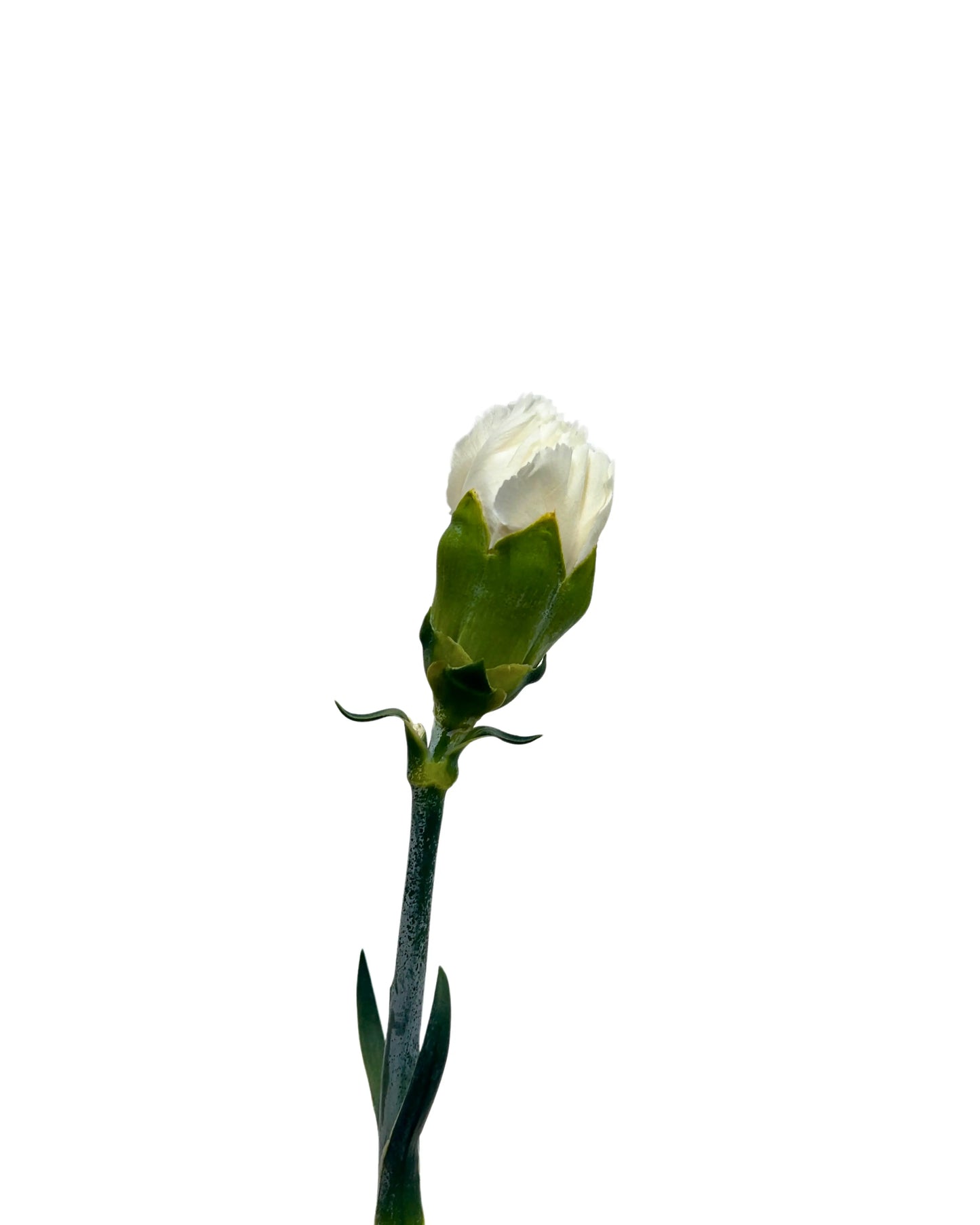 Carnation White 10 Stems