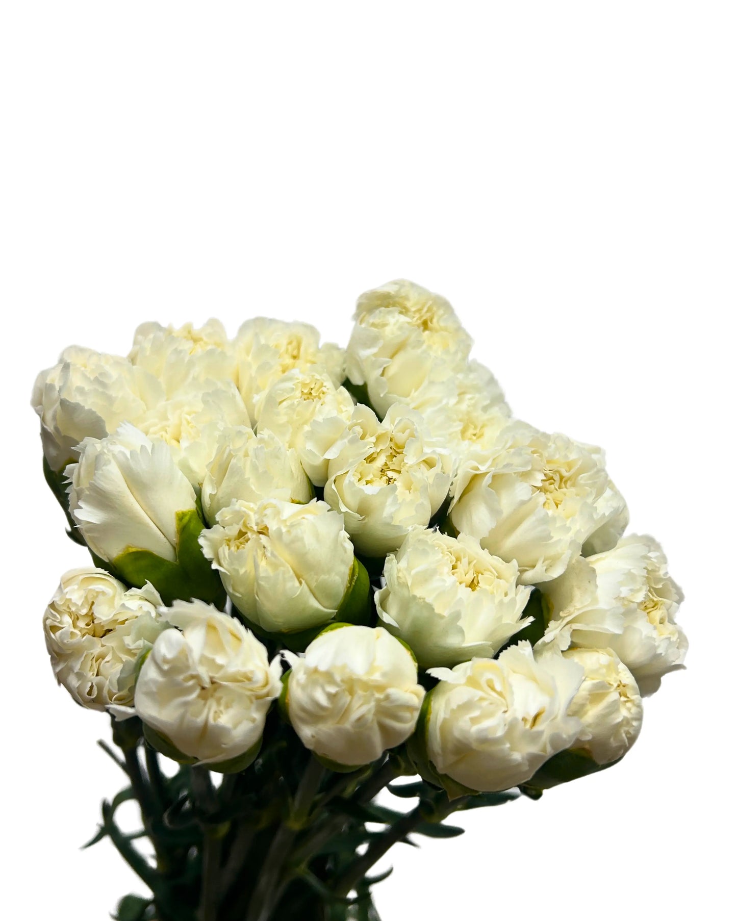 Carnation White 10 Stems