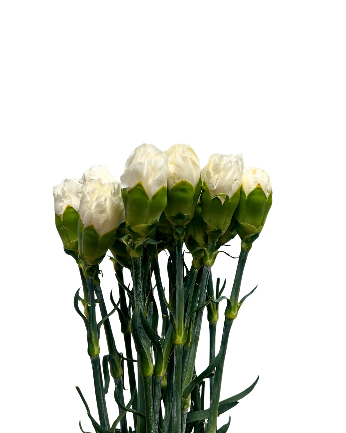 Carnation White 10 Stems