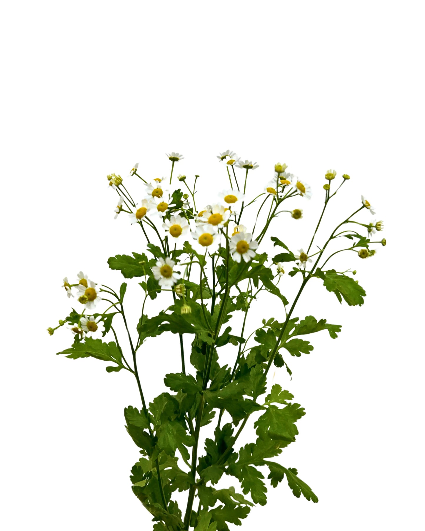 Matricaria Chamomile Bunch