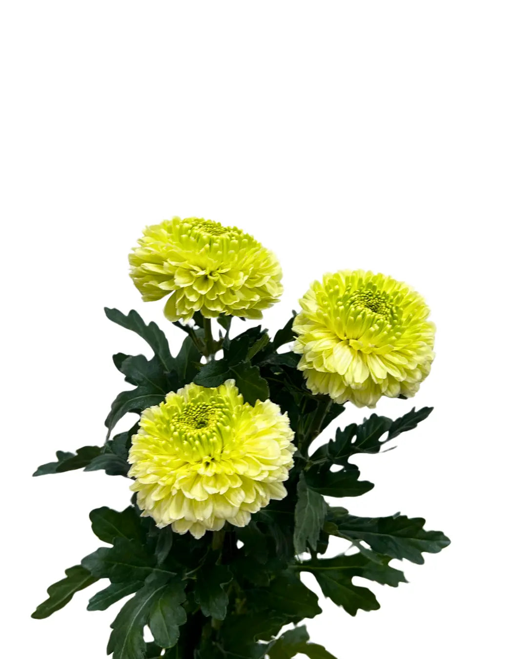 chrysanthemum ping pong lime green