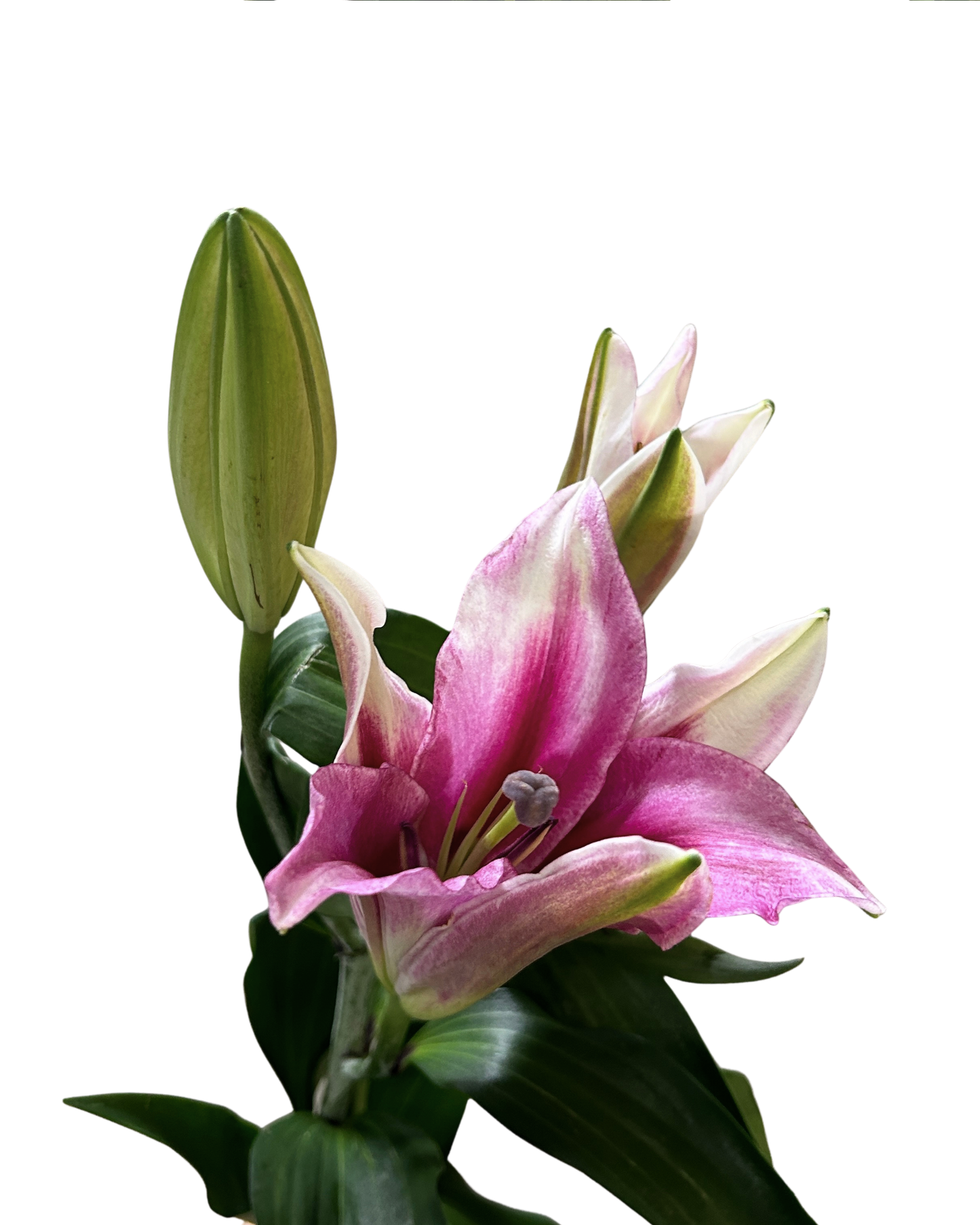 Lily Viviana (3) 5 Stems