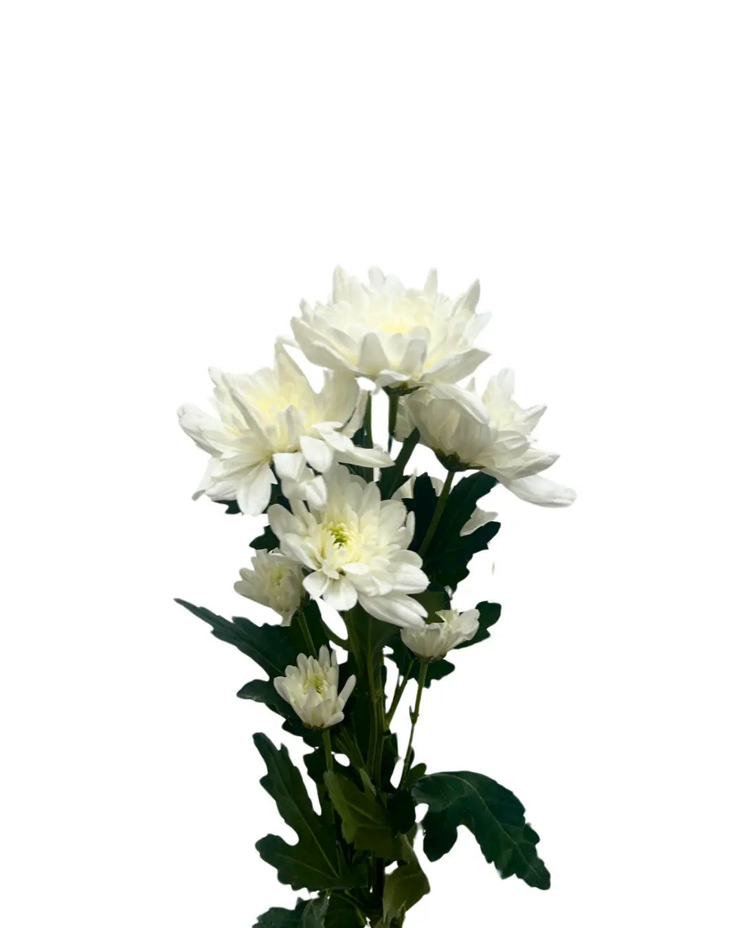 chrysanthemum pom pom white