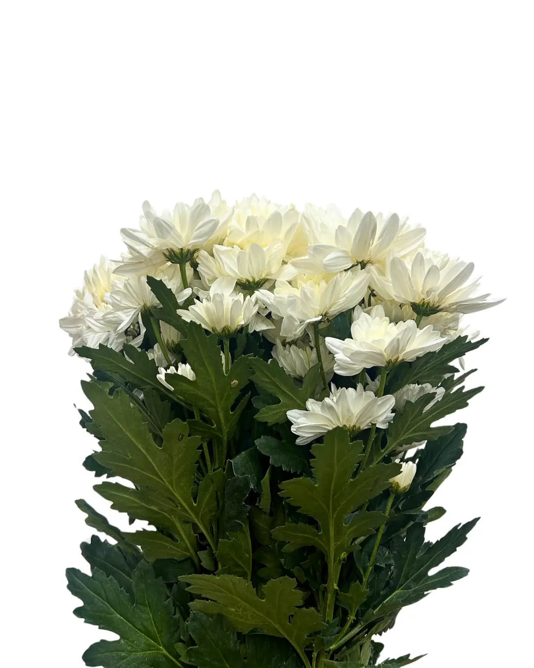 chrysanthemum pom pom white