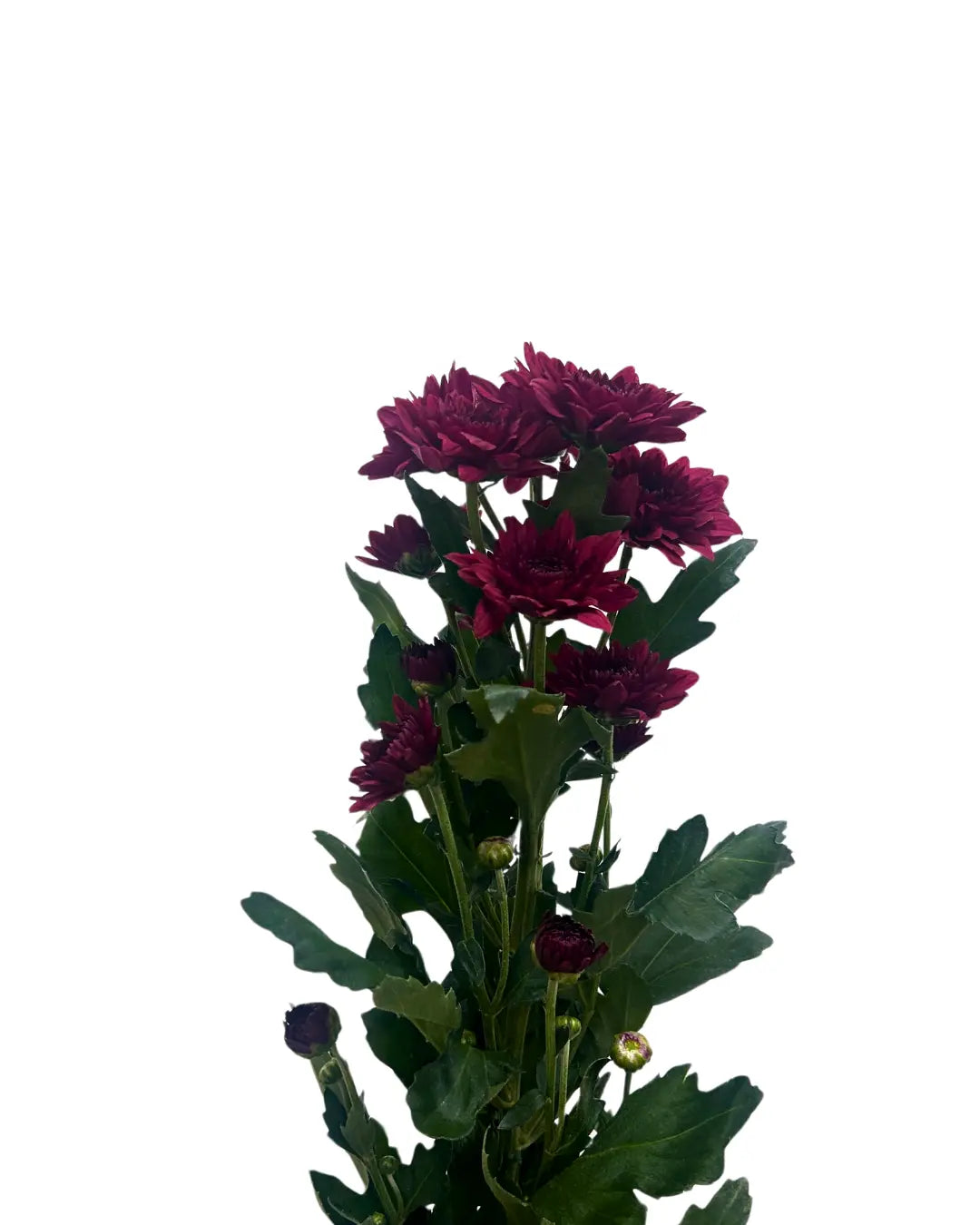 chrysanthemum pom pom red