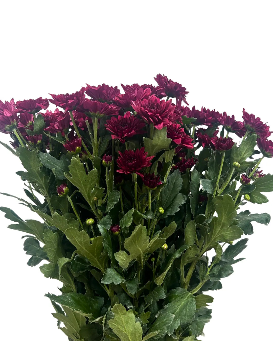 chrysanthemum pom pom red