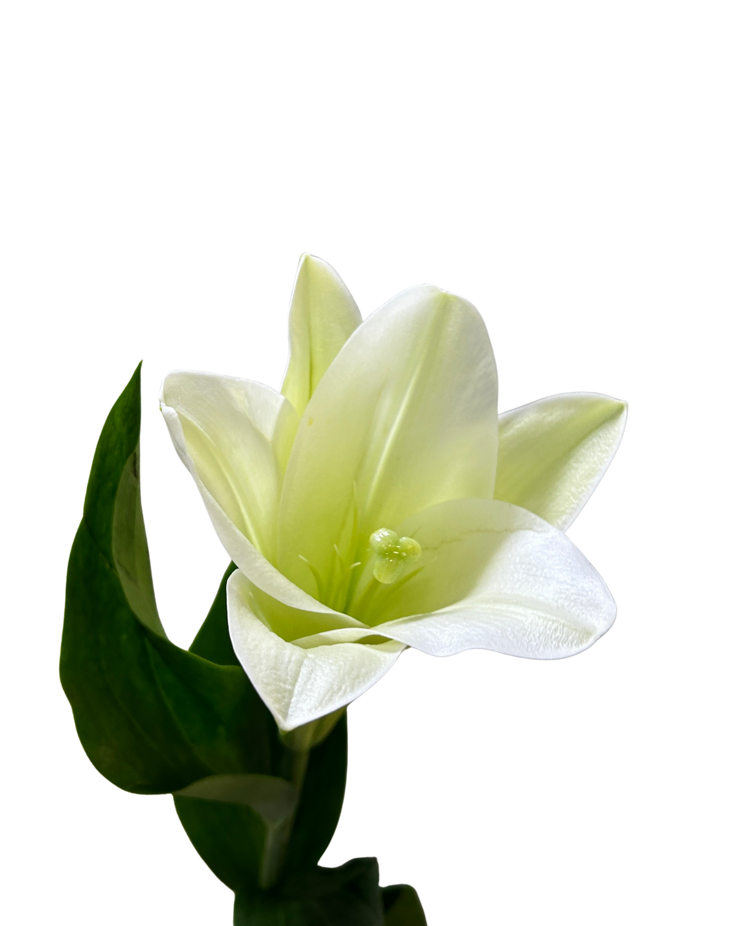 Madonna Lily White (1) 5 Stems