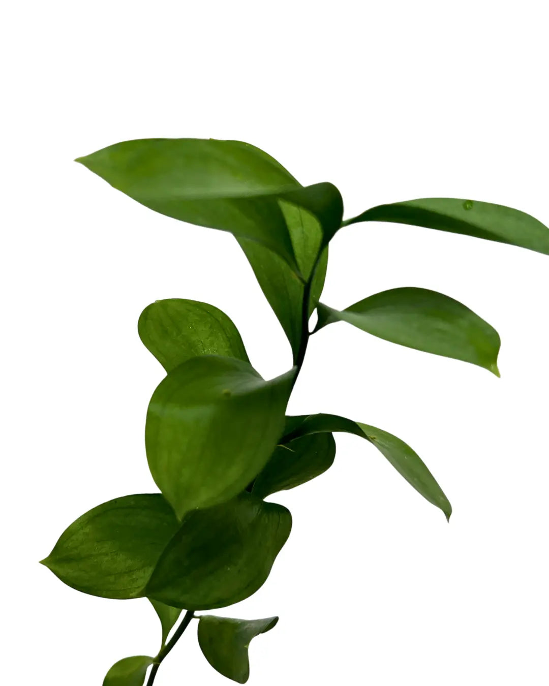 ruscus