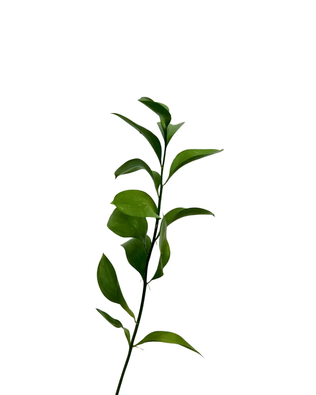 ruscus