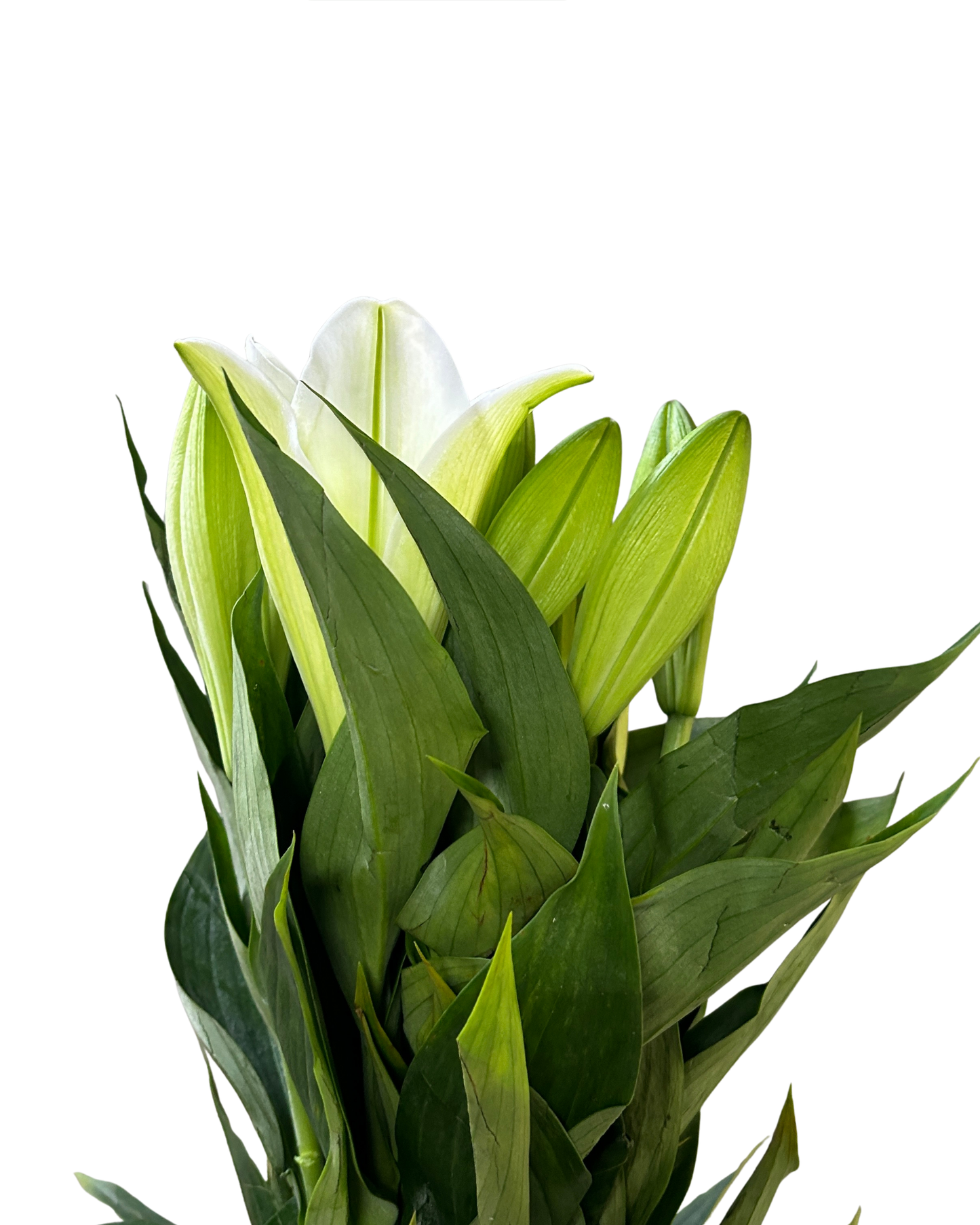 Madonna Lily White (1) 5 Stems
