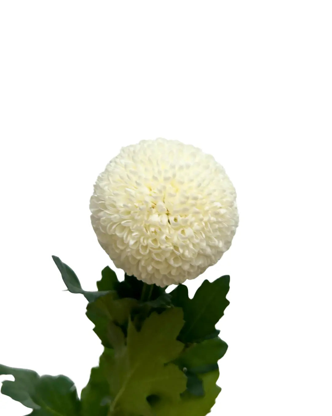 chrysanthemum ping pong white