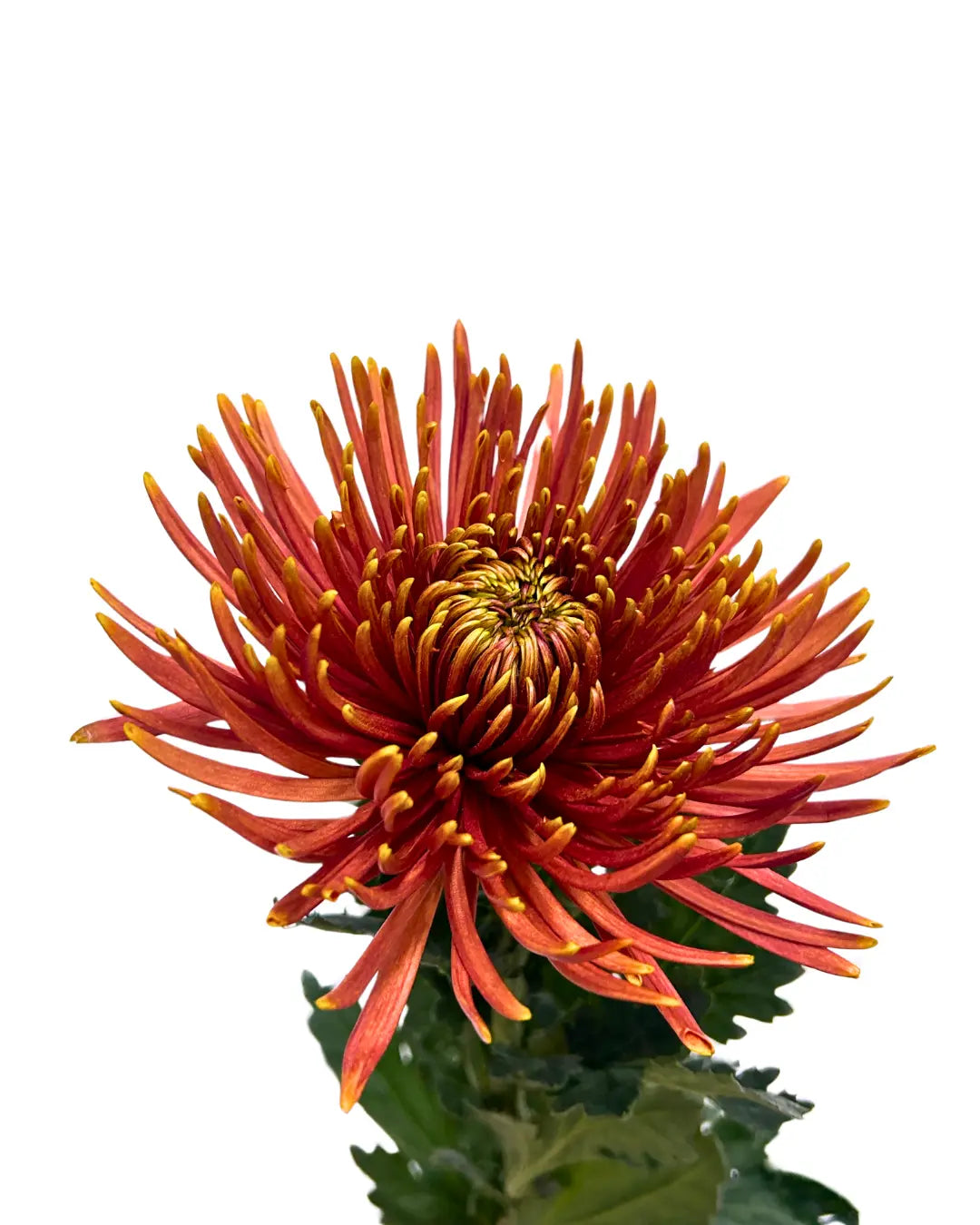 chrysanthemum mum jimba mum anatasia chispa brown