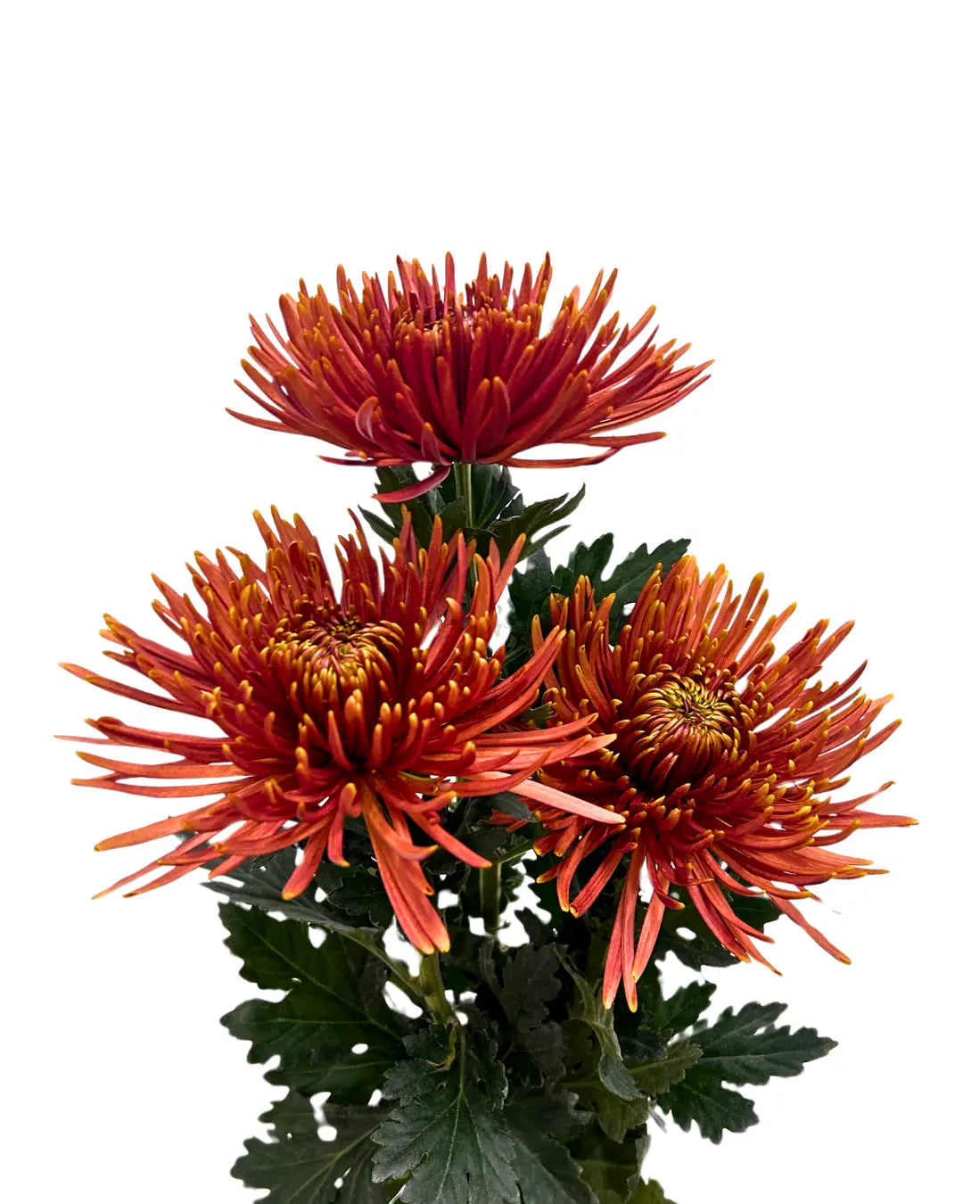 chrysanthemum mum jimba mum anatasia chispa brown