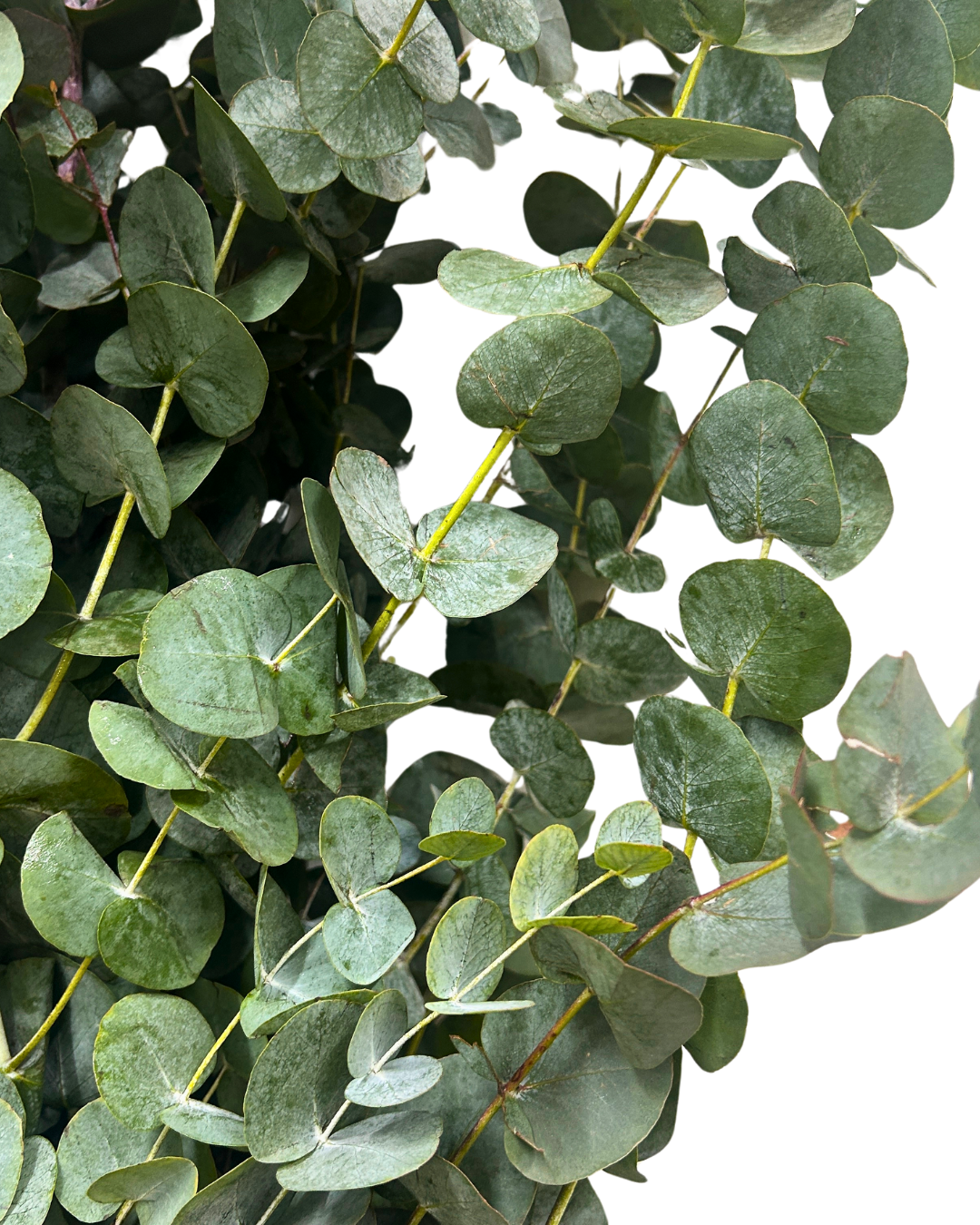 eucalyptus