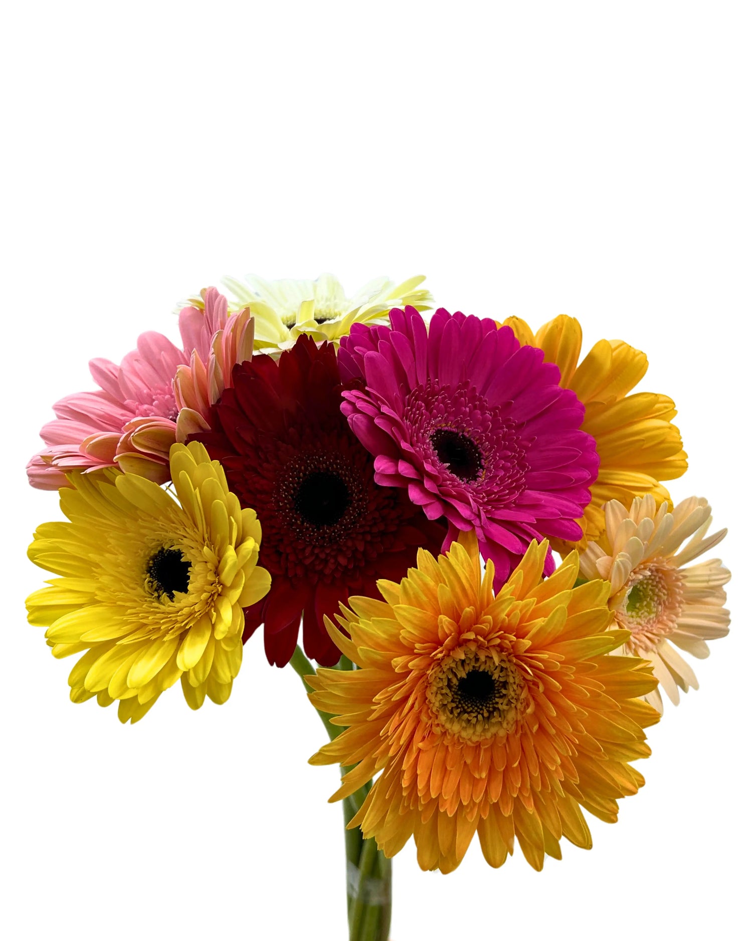 bunch of gerbera